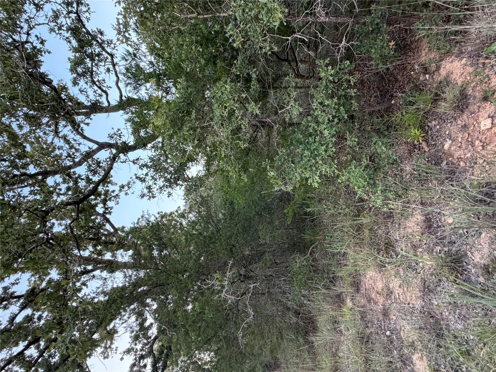 A verdant, undeveloped lot with mature trees offe