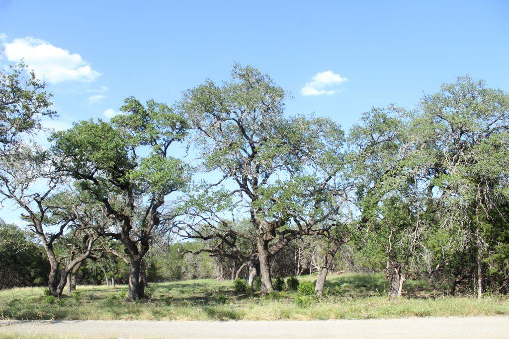 View of local wilderness