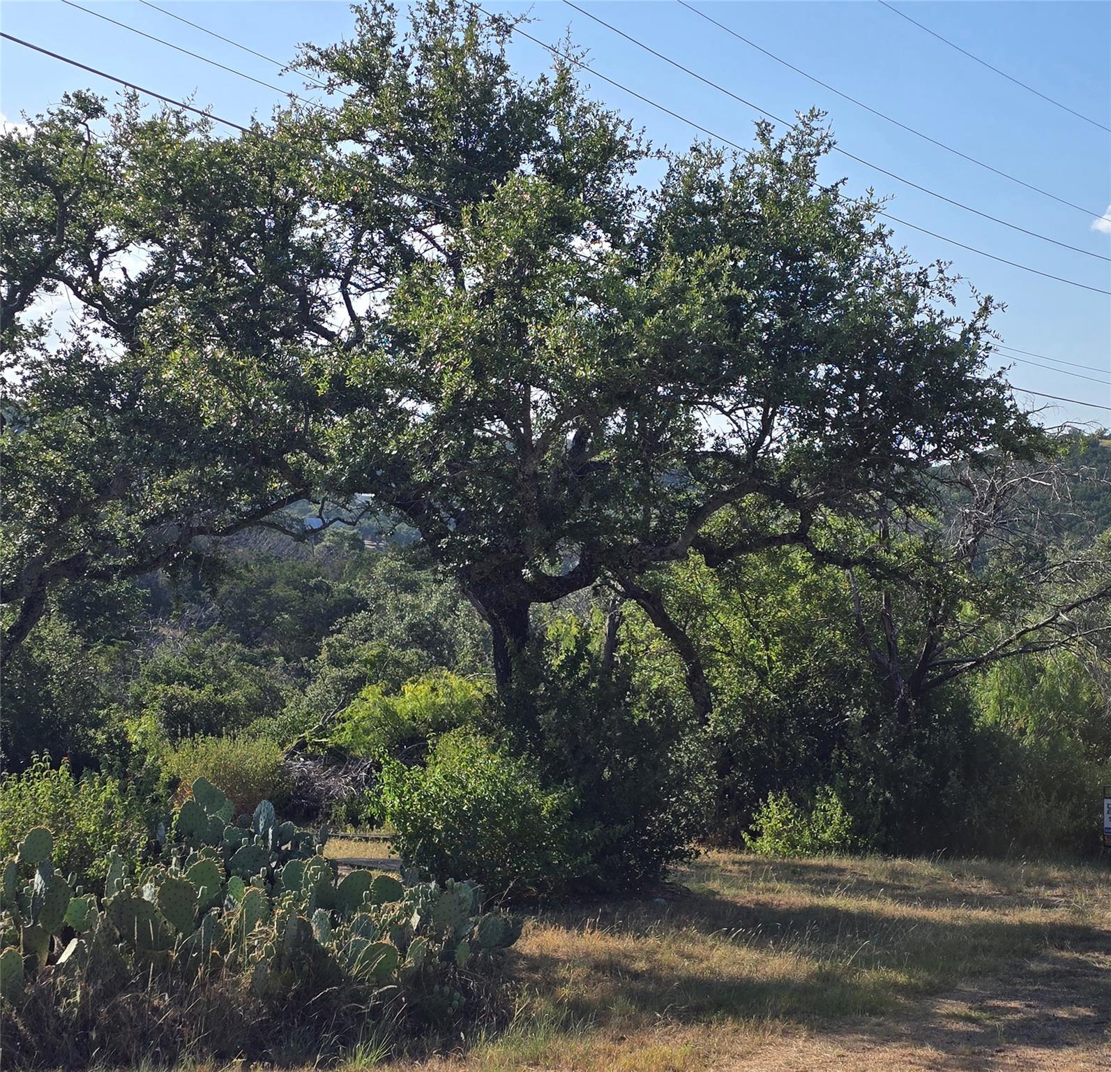 Mature trees and native landscaping create a sere