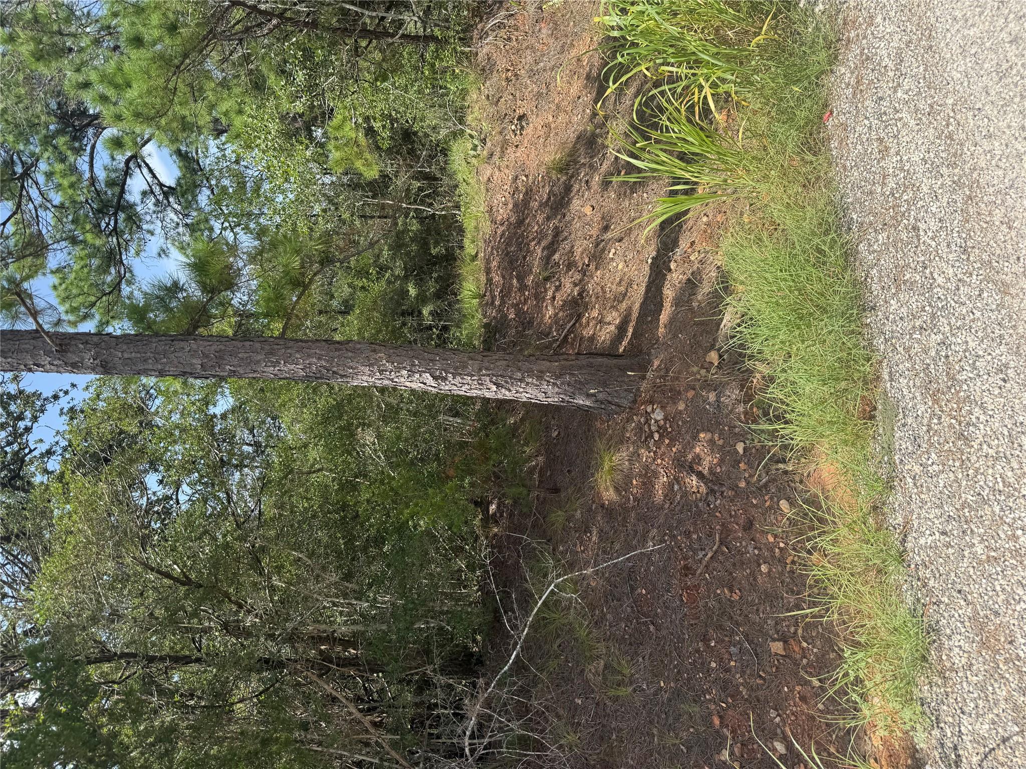 Mature trees line this wooded building site ready