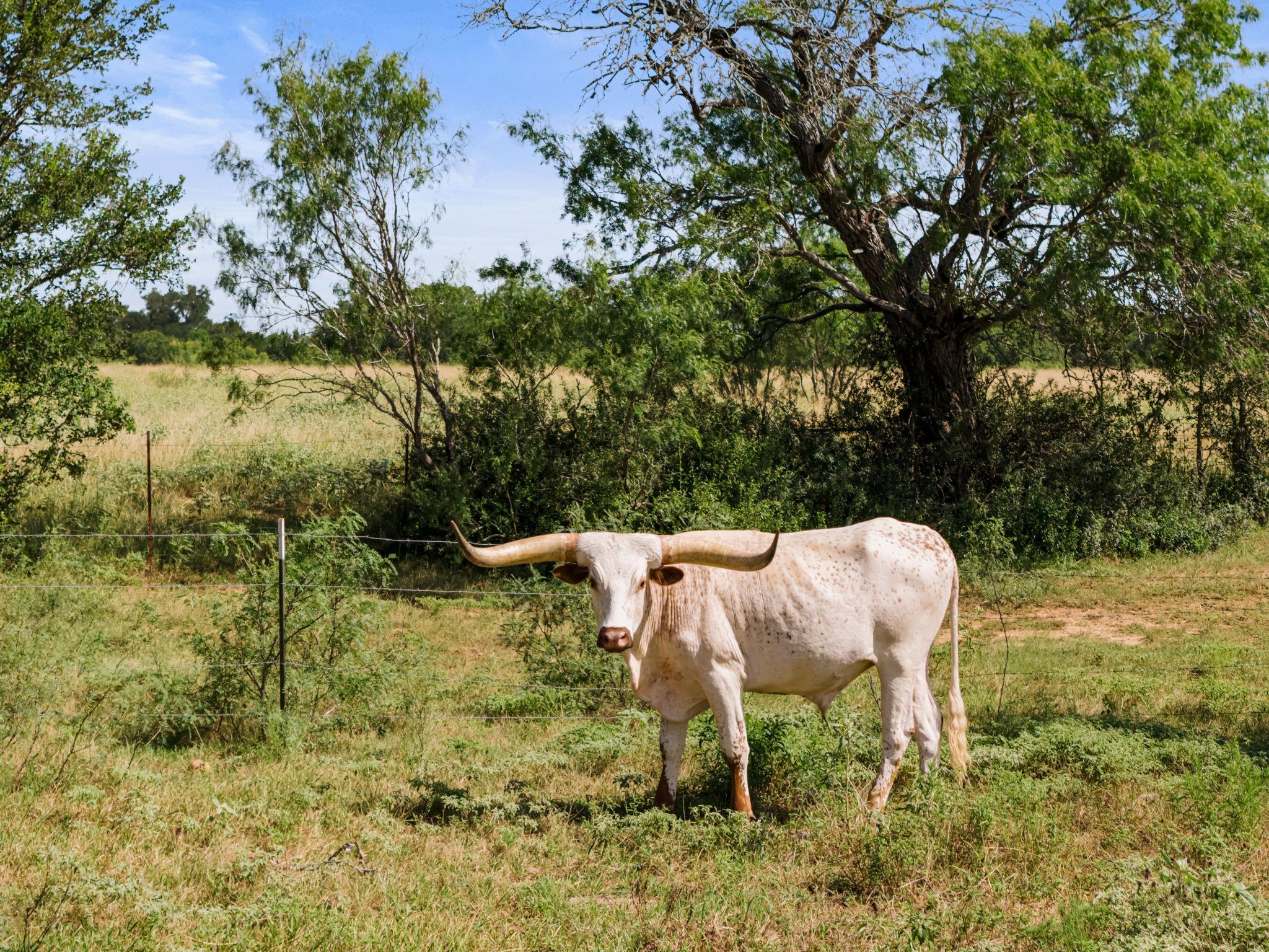 Acres of natural grassland and mature trees, perf
