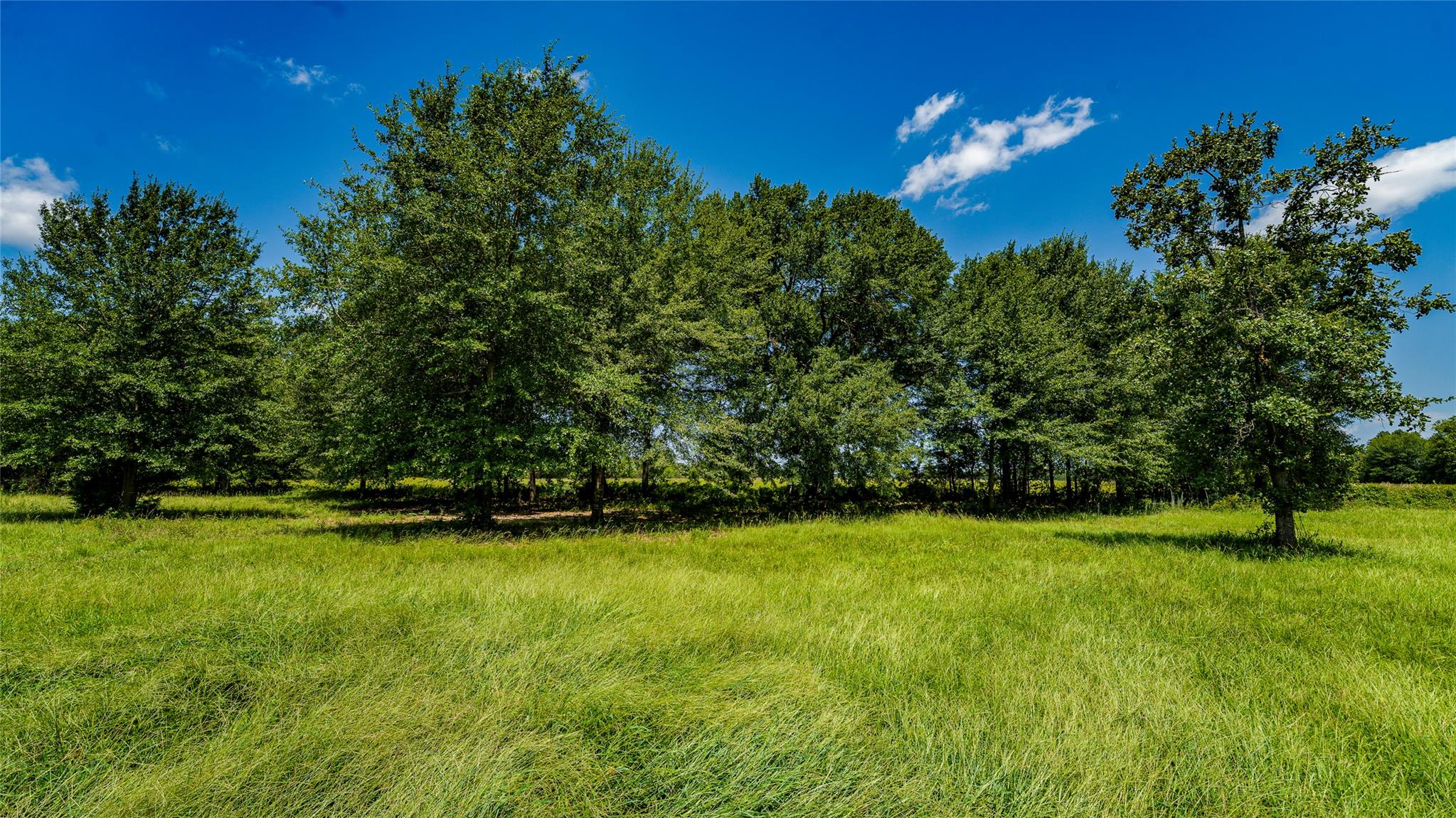 Mature trees delineate this verdant lot, offering