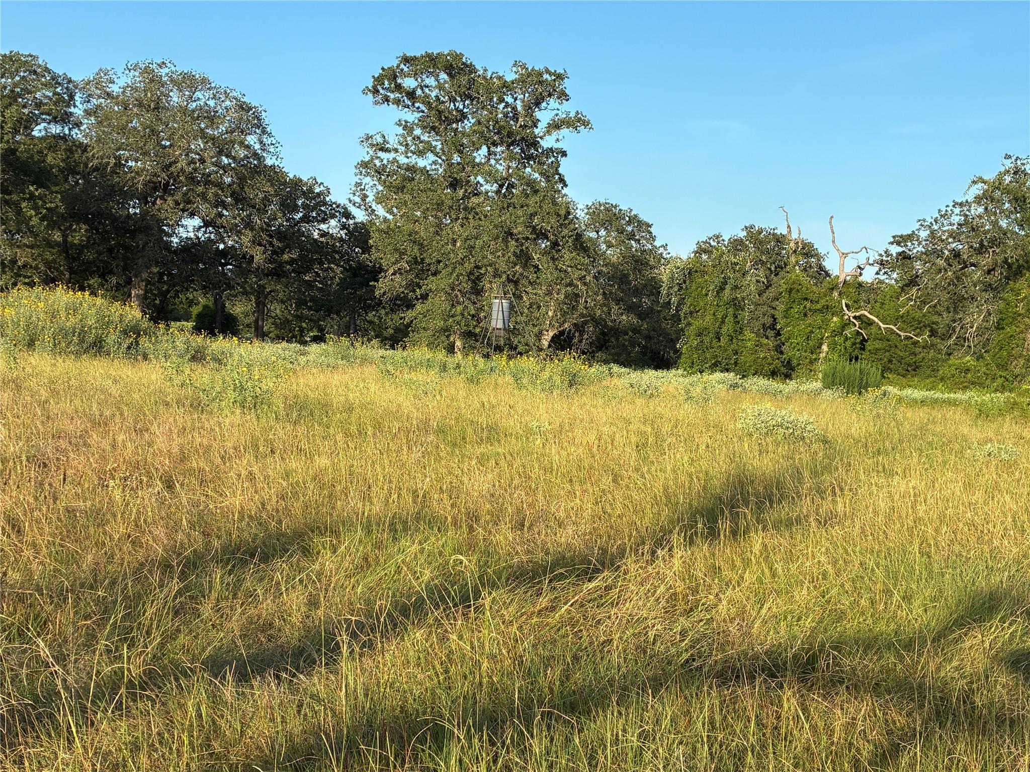 A verdant field with mature trees bordering the p