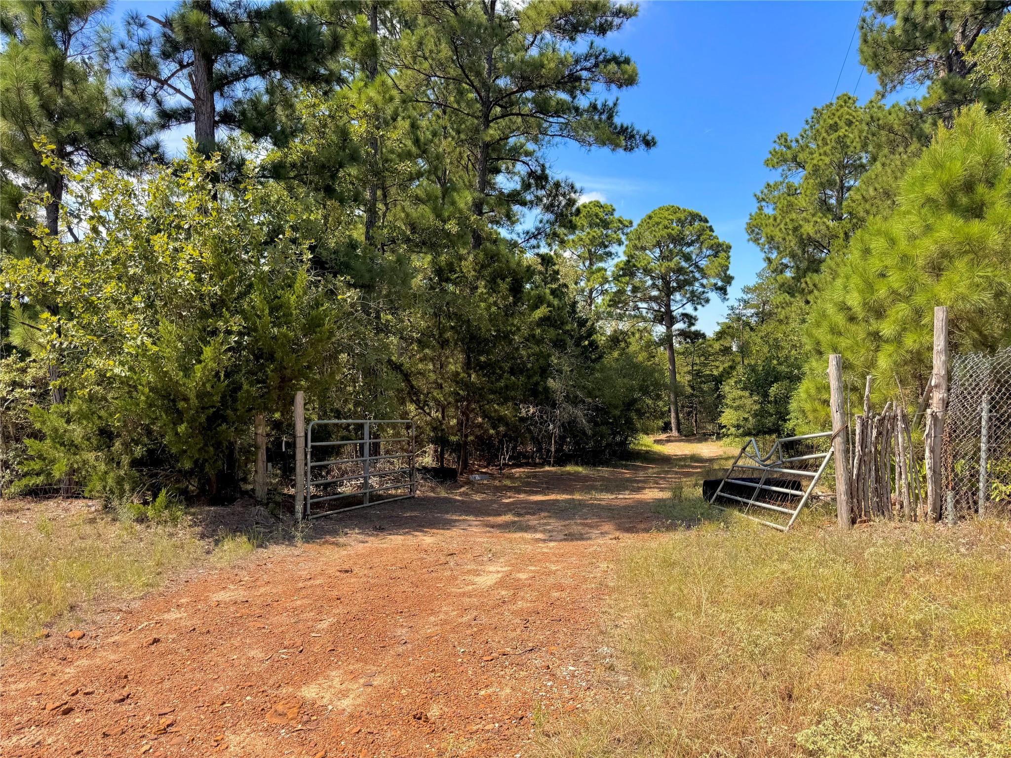 A secluded, expansive lot with mature pine trees 