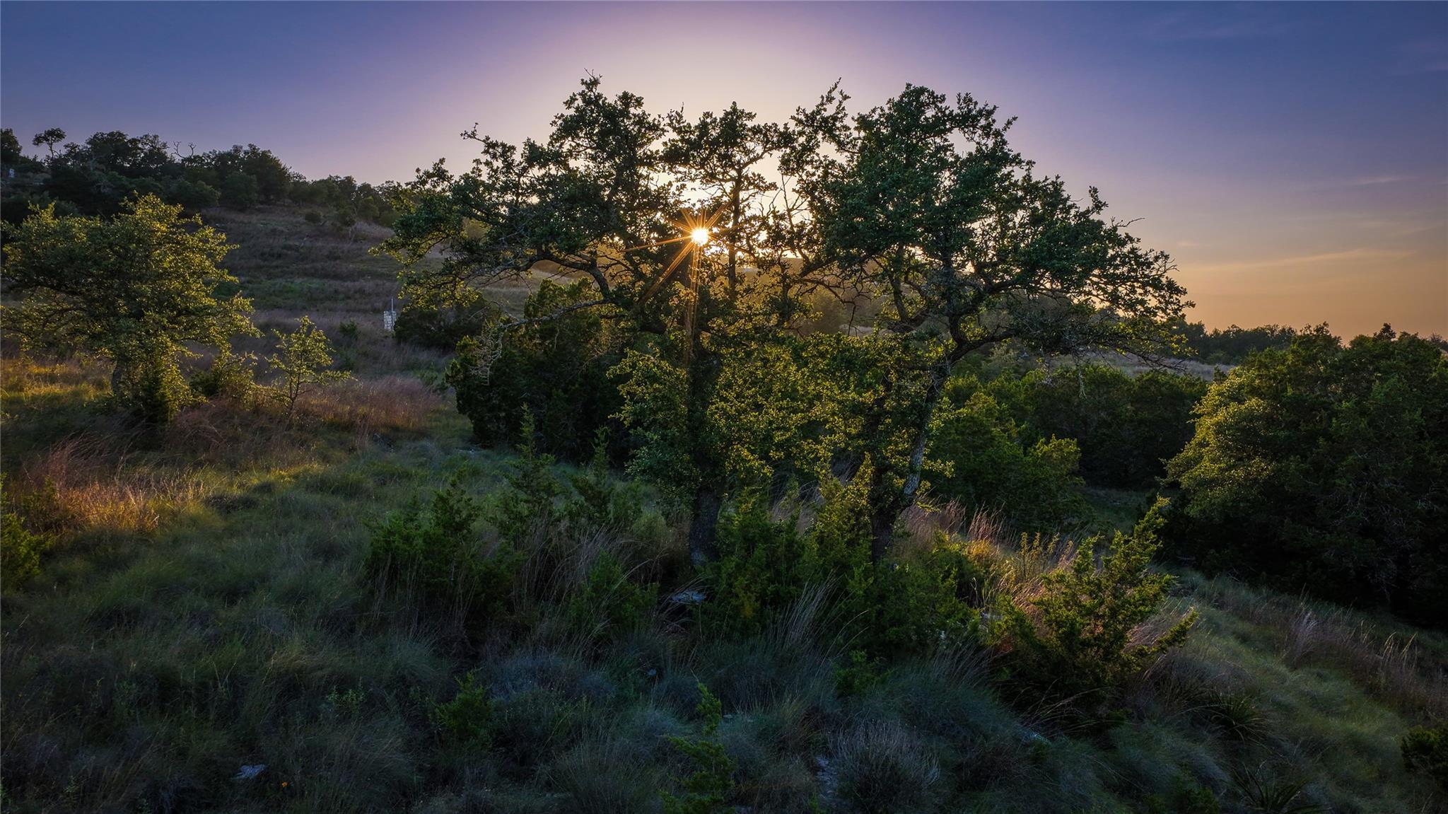 Golden hour sun rays peek through lush, mature tr