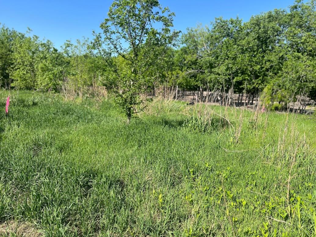 A spacious lot presents a verdant canvas for your