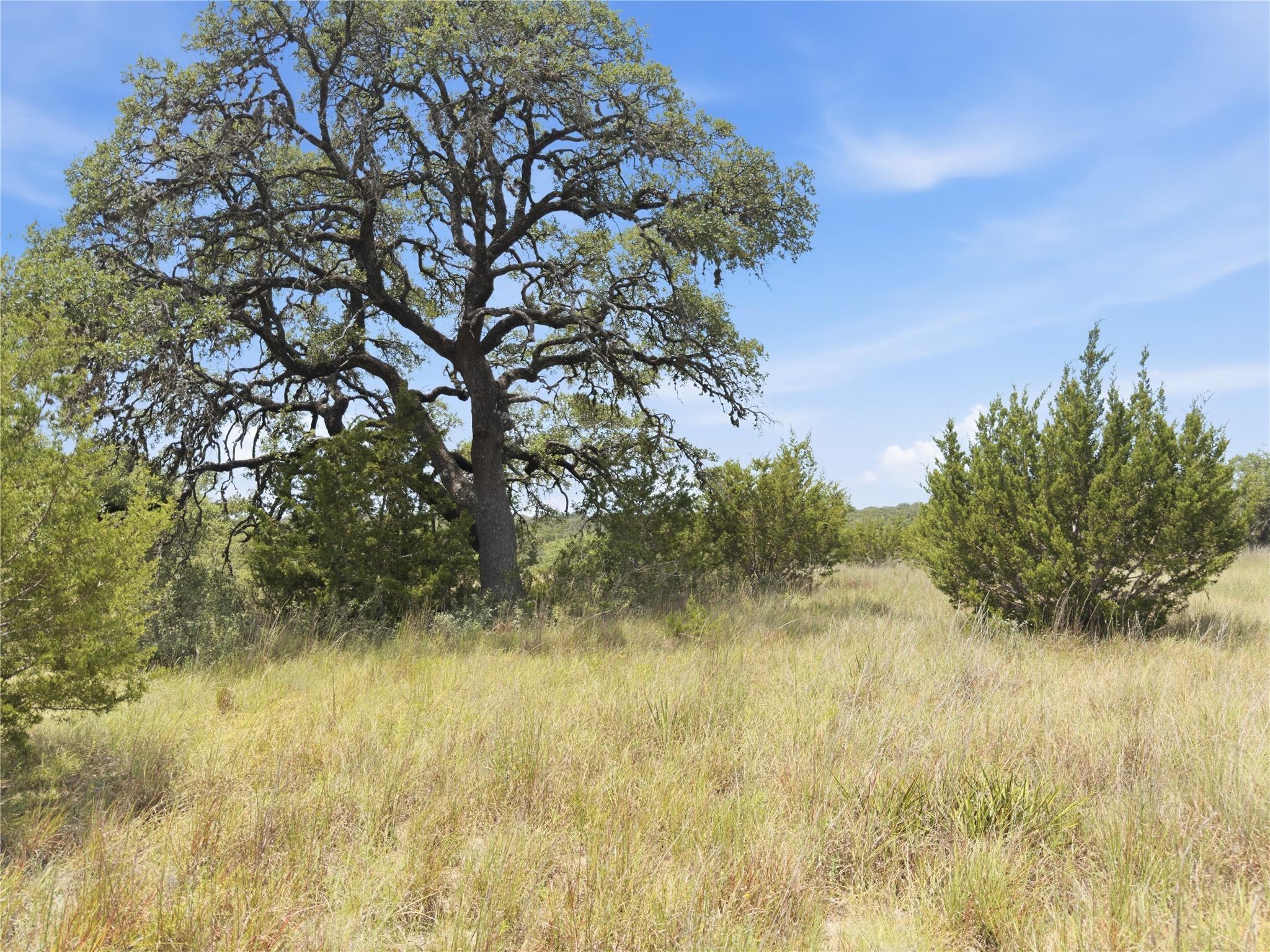 Mature trees grace this expansive, undeveloped lo