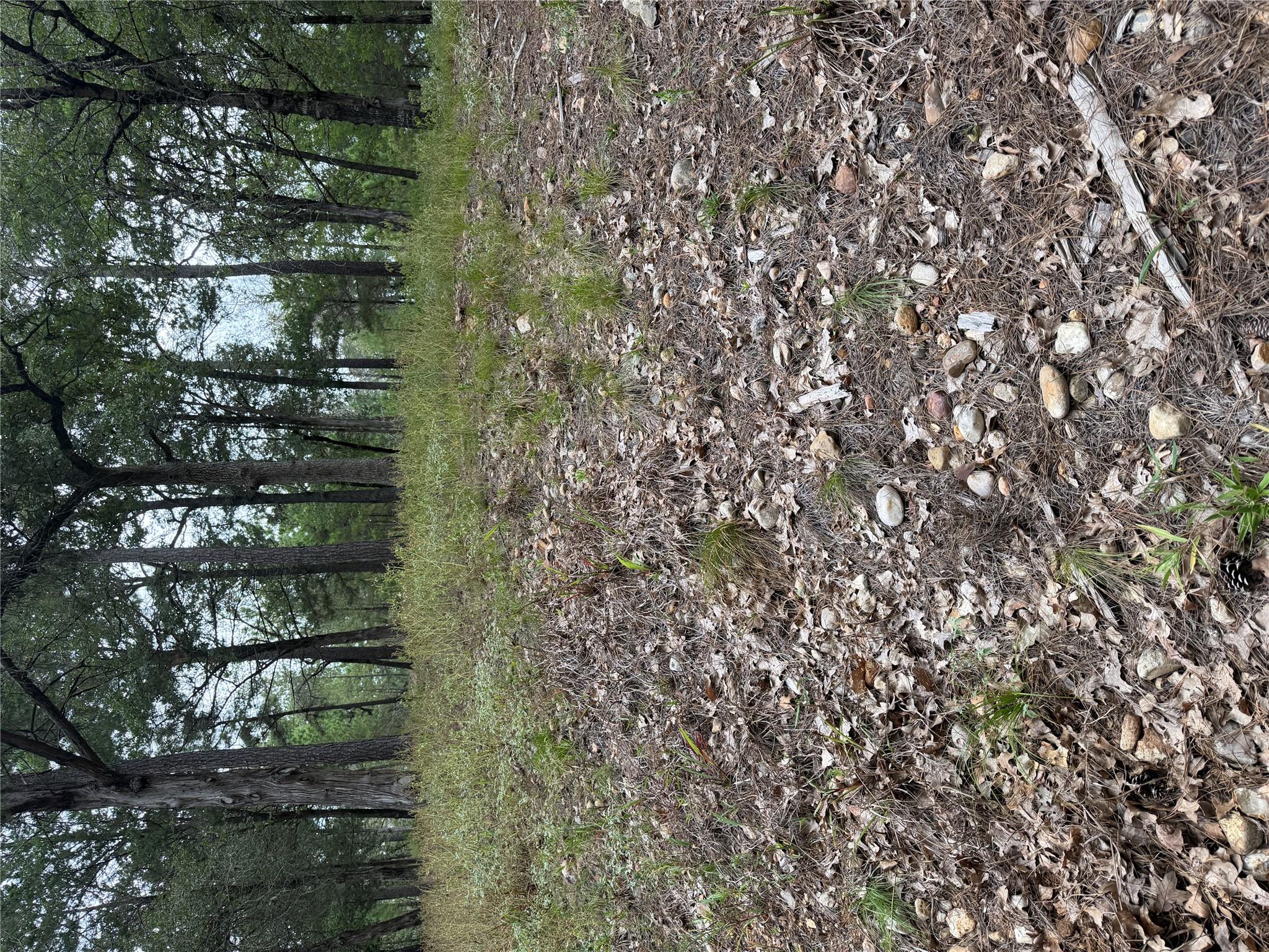 Mature trees and natural ground cover define this