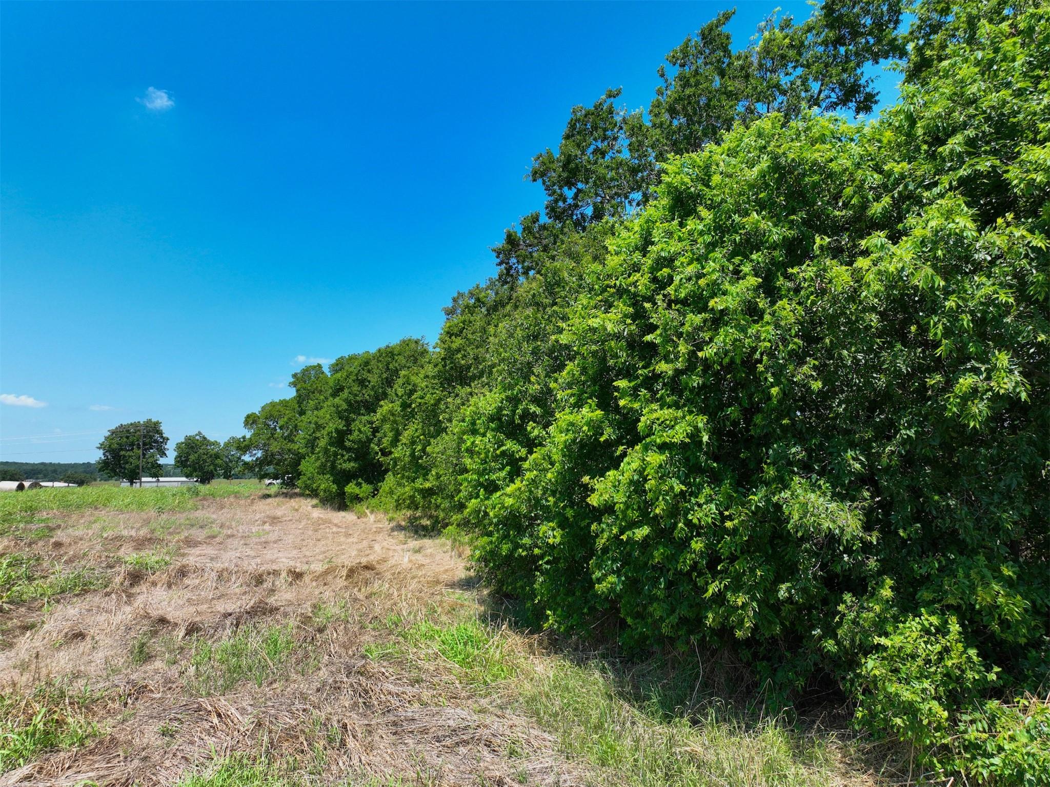 Green foliage borders a field under a vast blue s