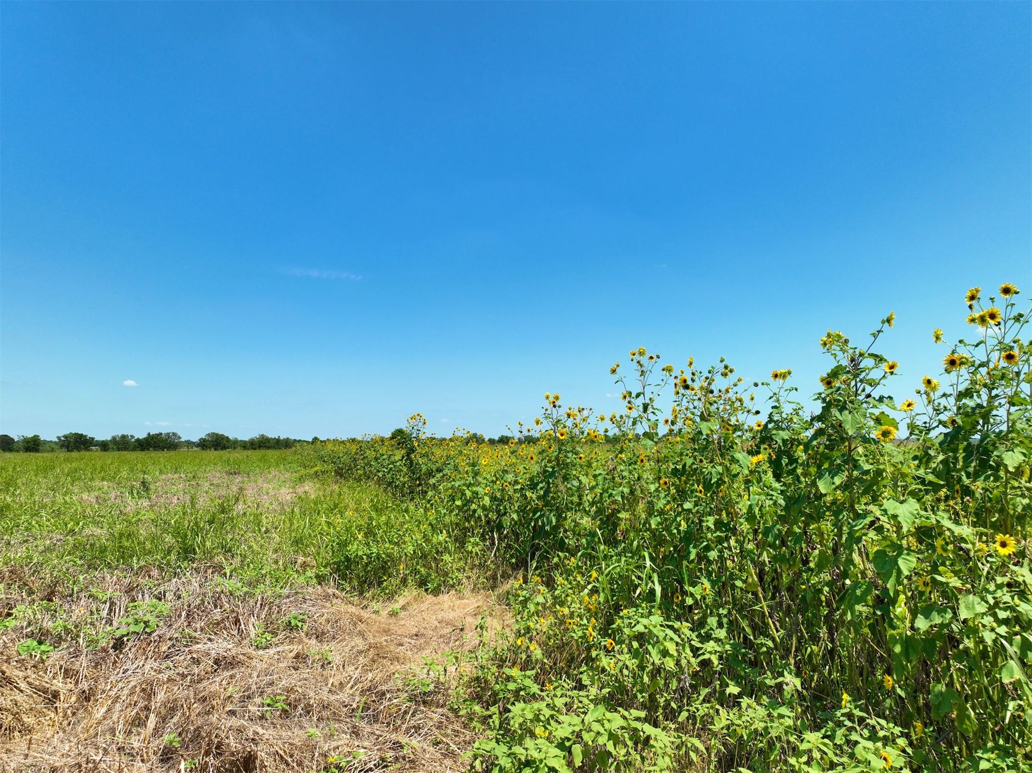 A field of vibrant wildflowers thrives under an e