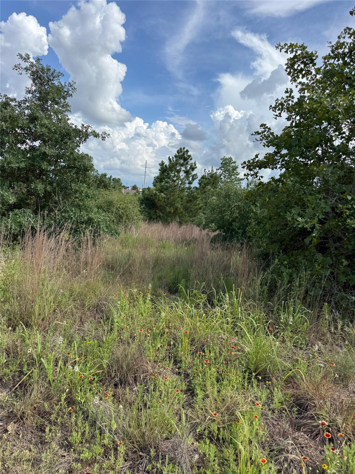 A natural landscape, ready for development, with 