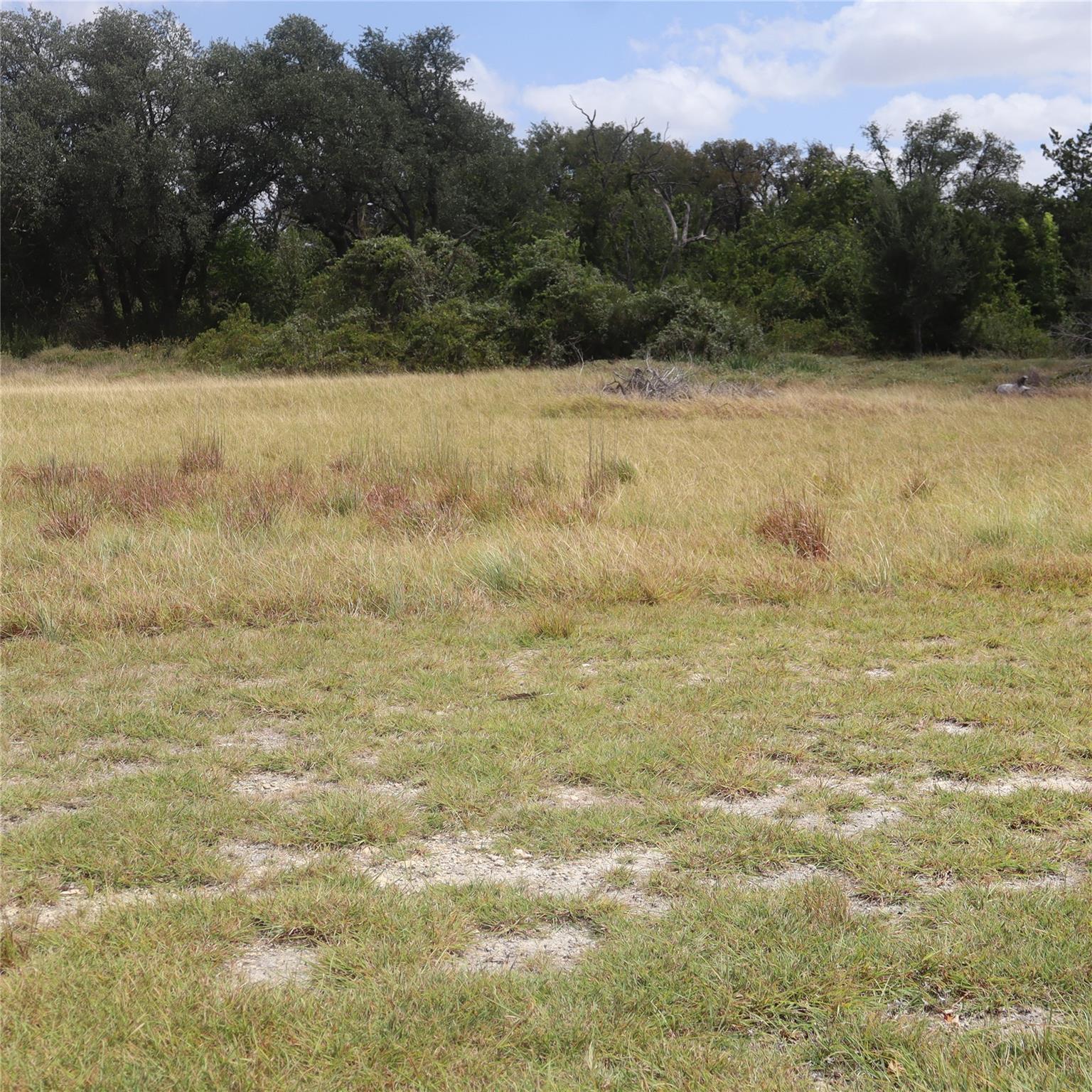 Mature trees frame a wide open meadow under a par
