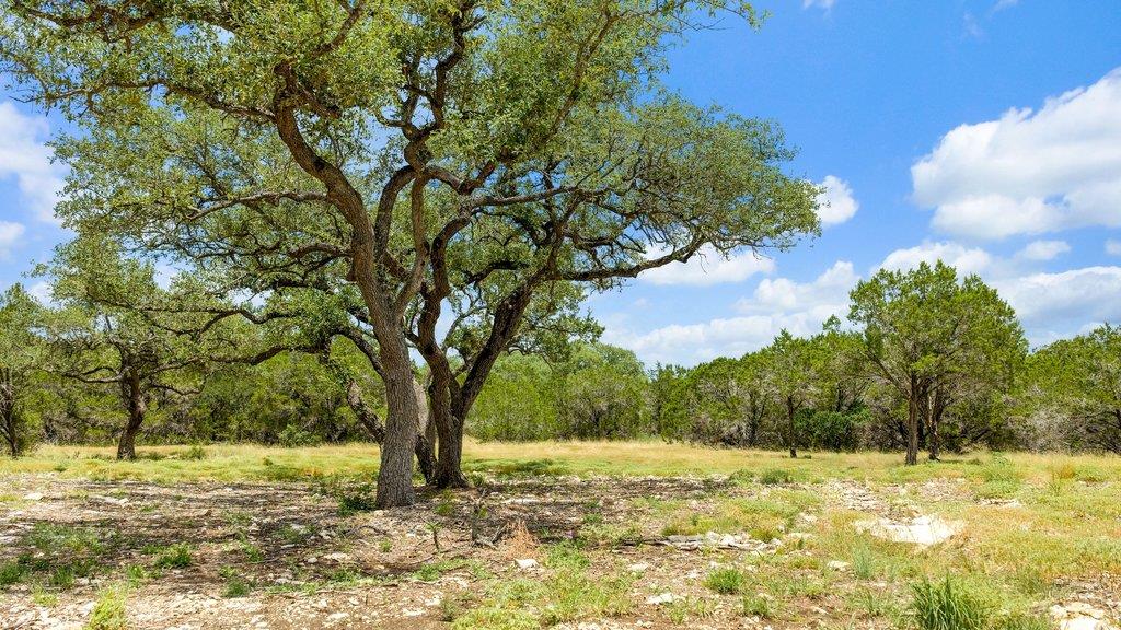 Mature oak trees frame a serene clearing under op