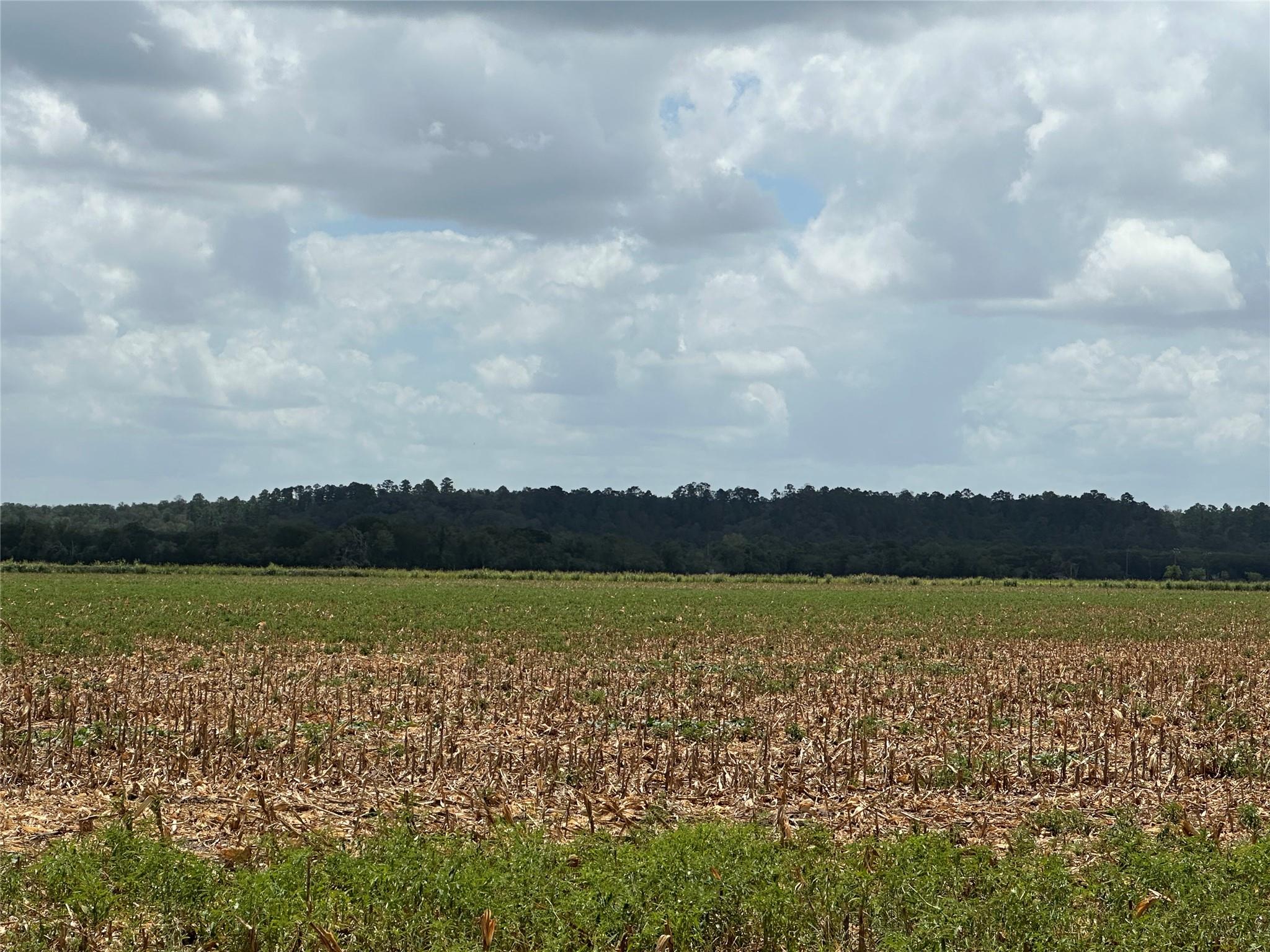 A dense line of mature trees borders a wide open 