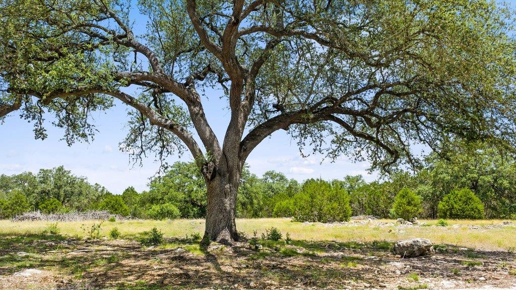 Mature oak trees frame the scenic landscape on th