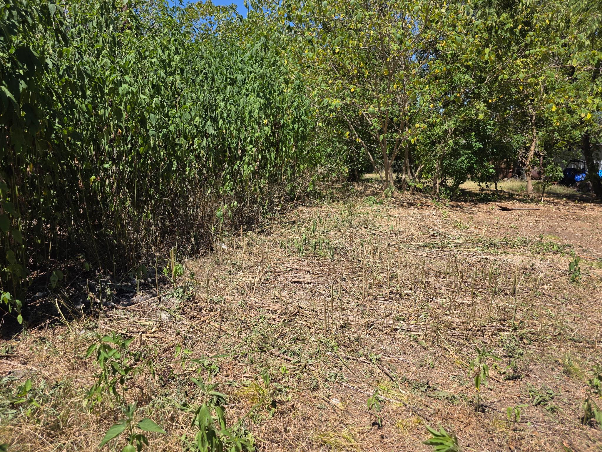 Mature trees and native vegetation define the per