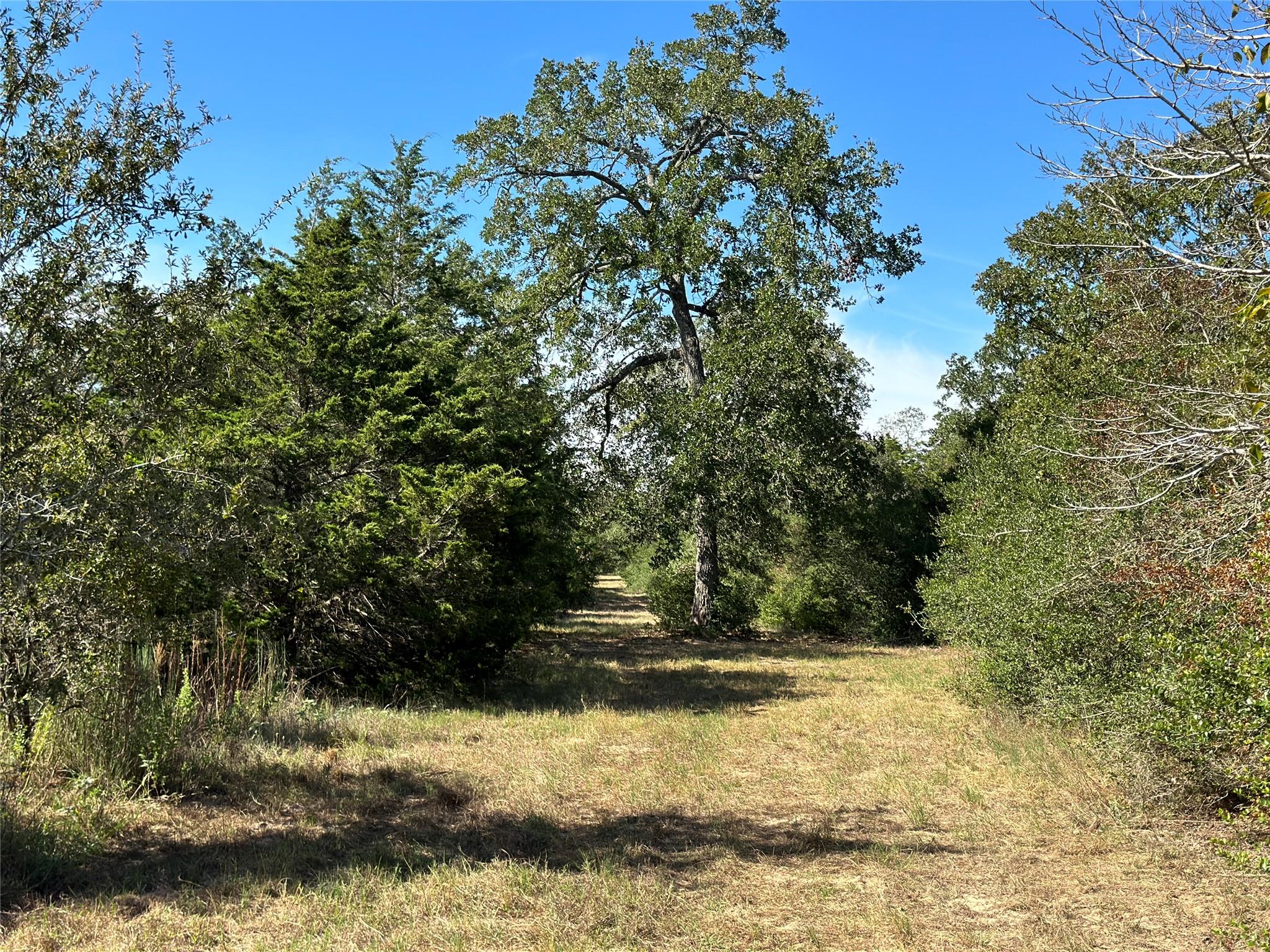 Mature trees frame a grassy path cutting through 