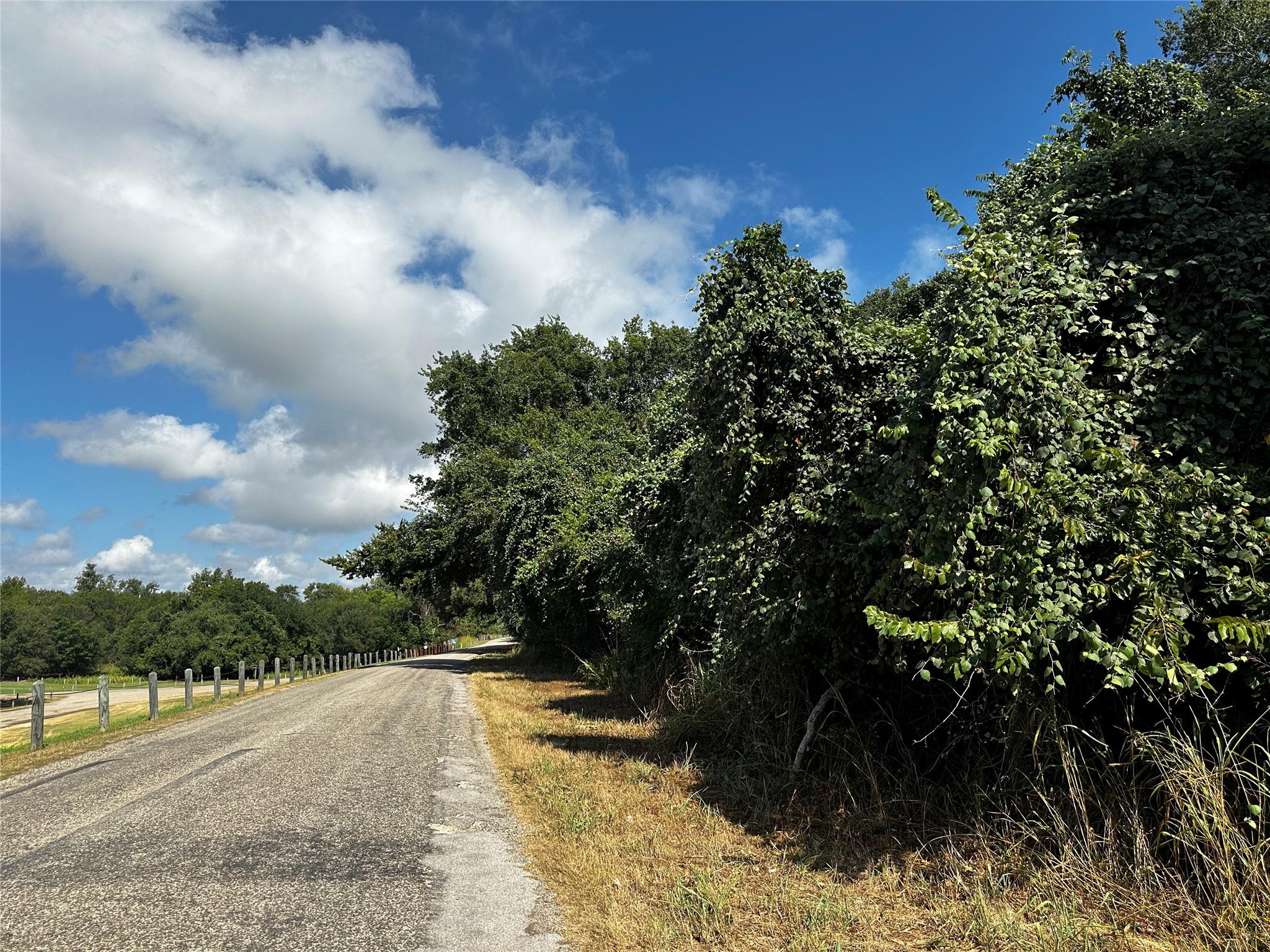 Mature trees and dense greenery line a paved coun