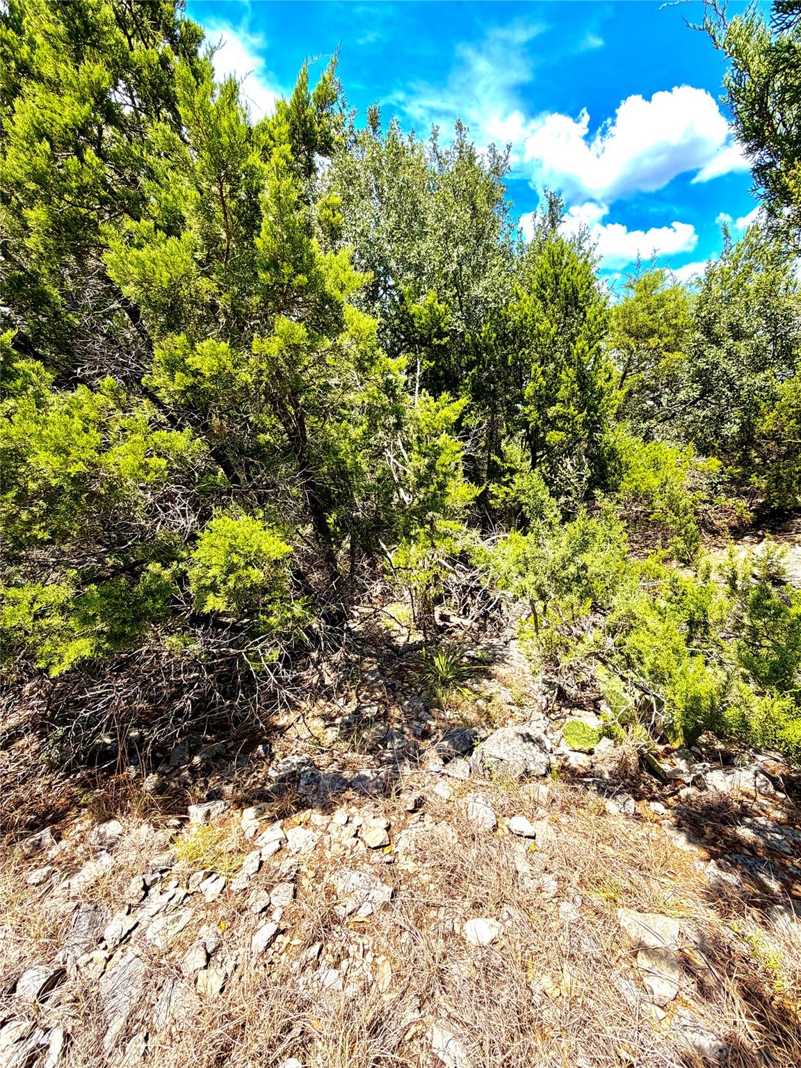 Mature trees and native vegetation cover this roc