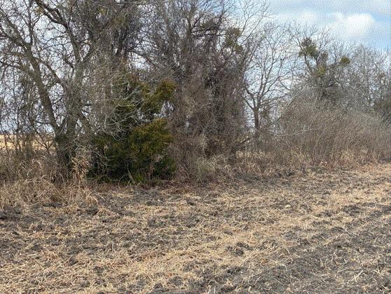 Mature trees border a tilled agricultural field u