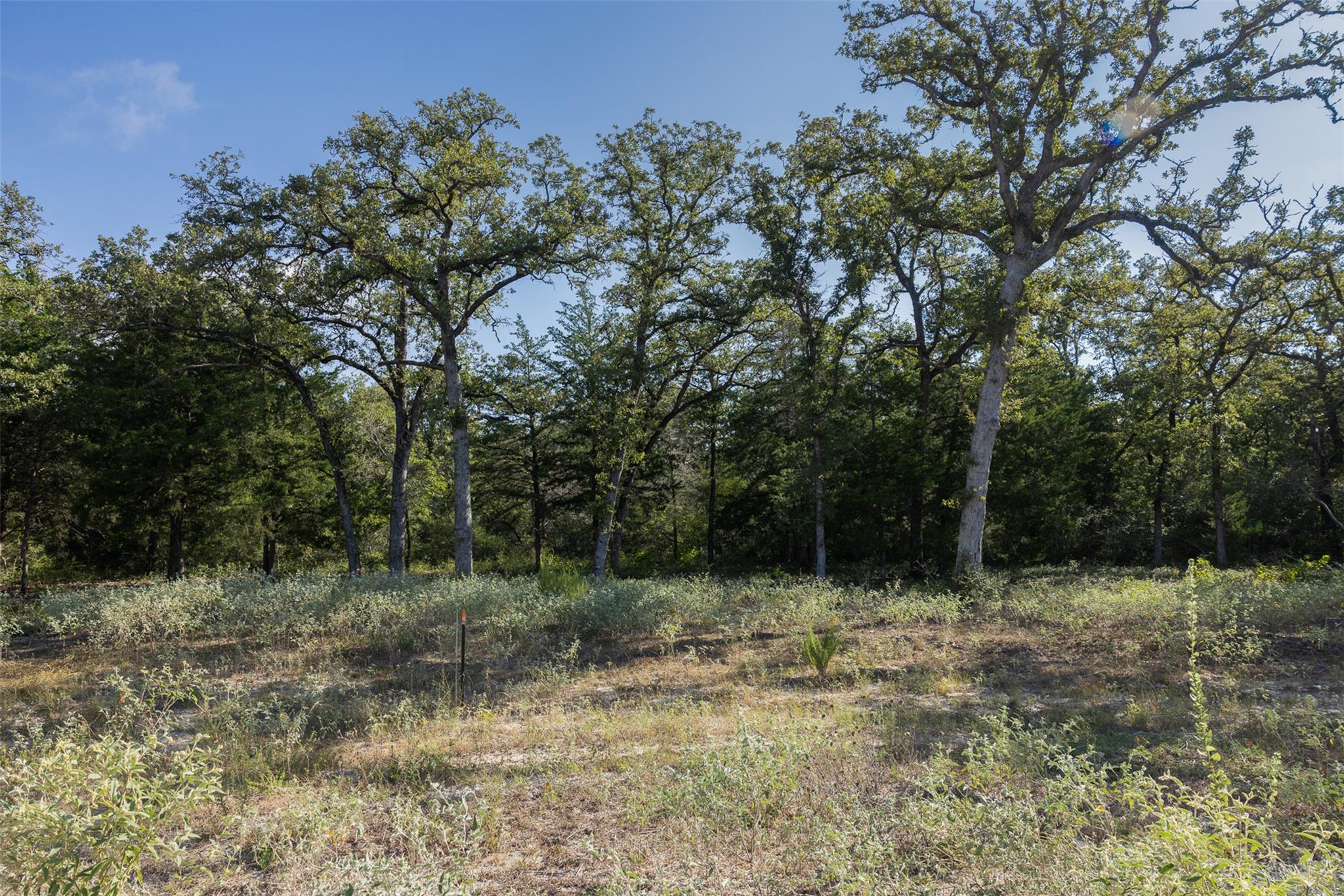 Mature trees frame a peaceful building site under