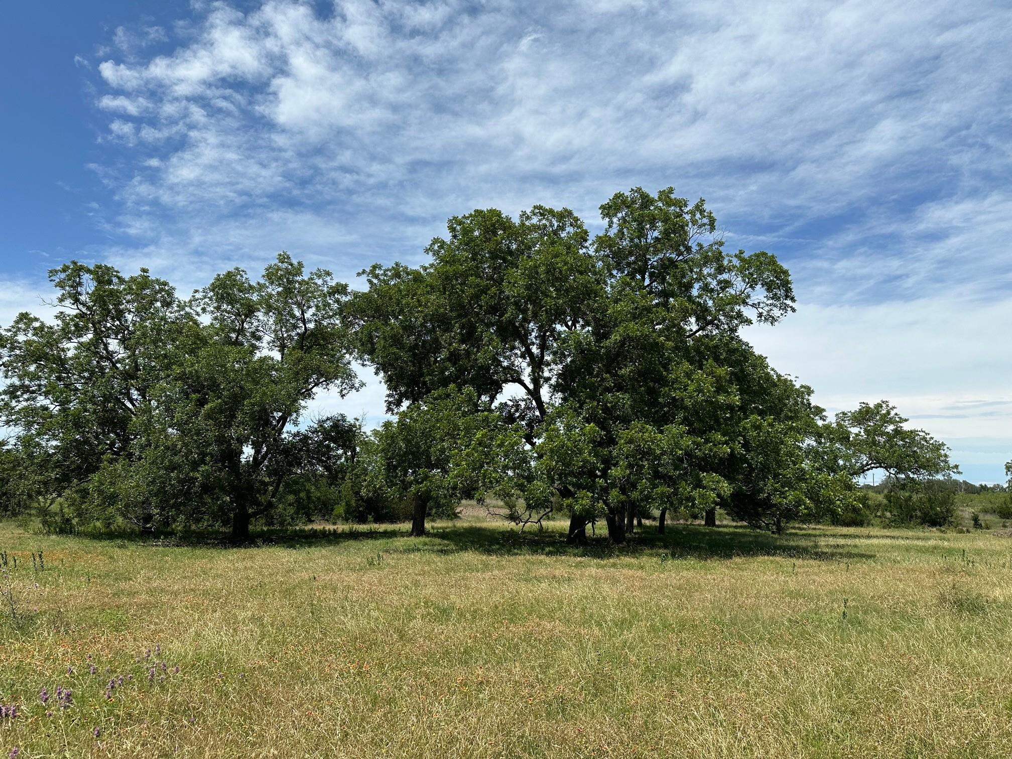 Mature shade trees anchor this open pasture under