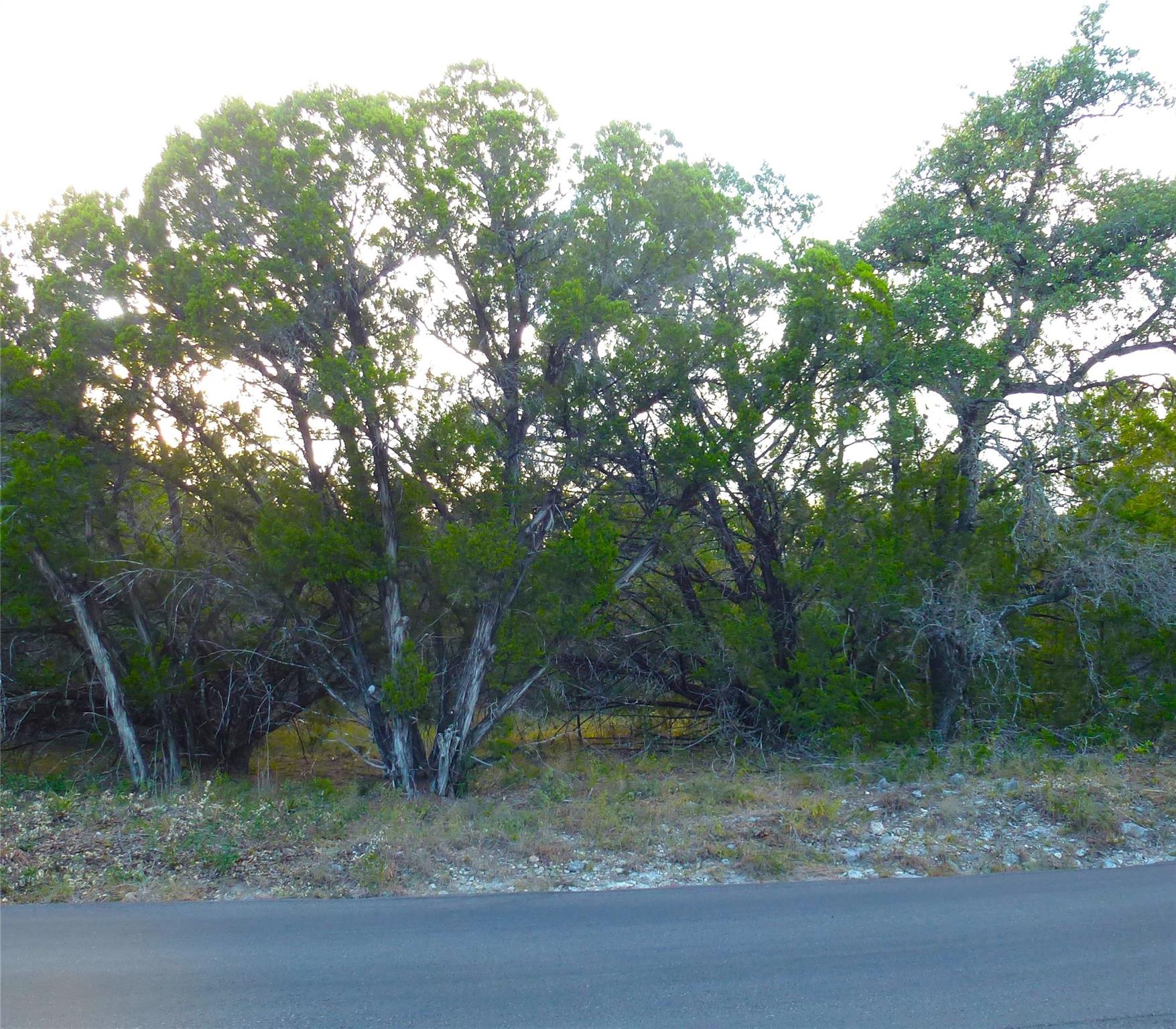 Mature trees frame the edge of a paved road borde