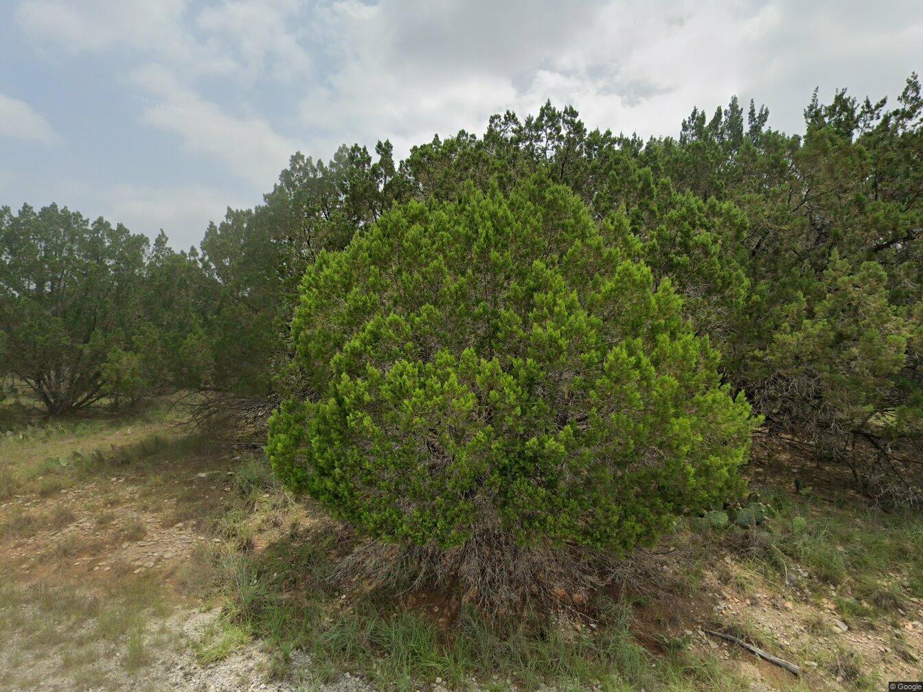 Mature trees and native vegetation define this tr