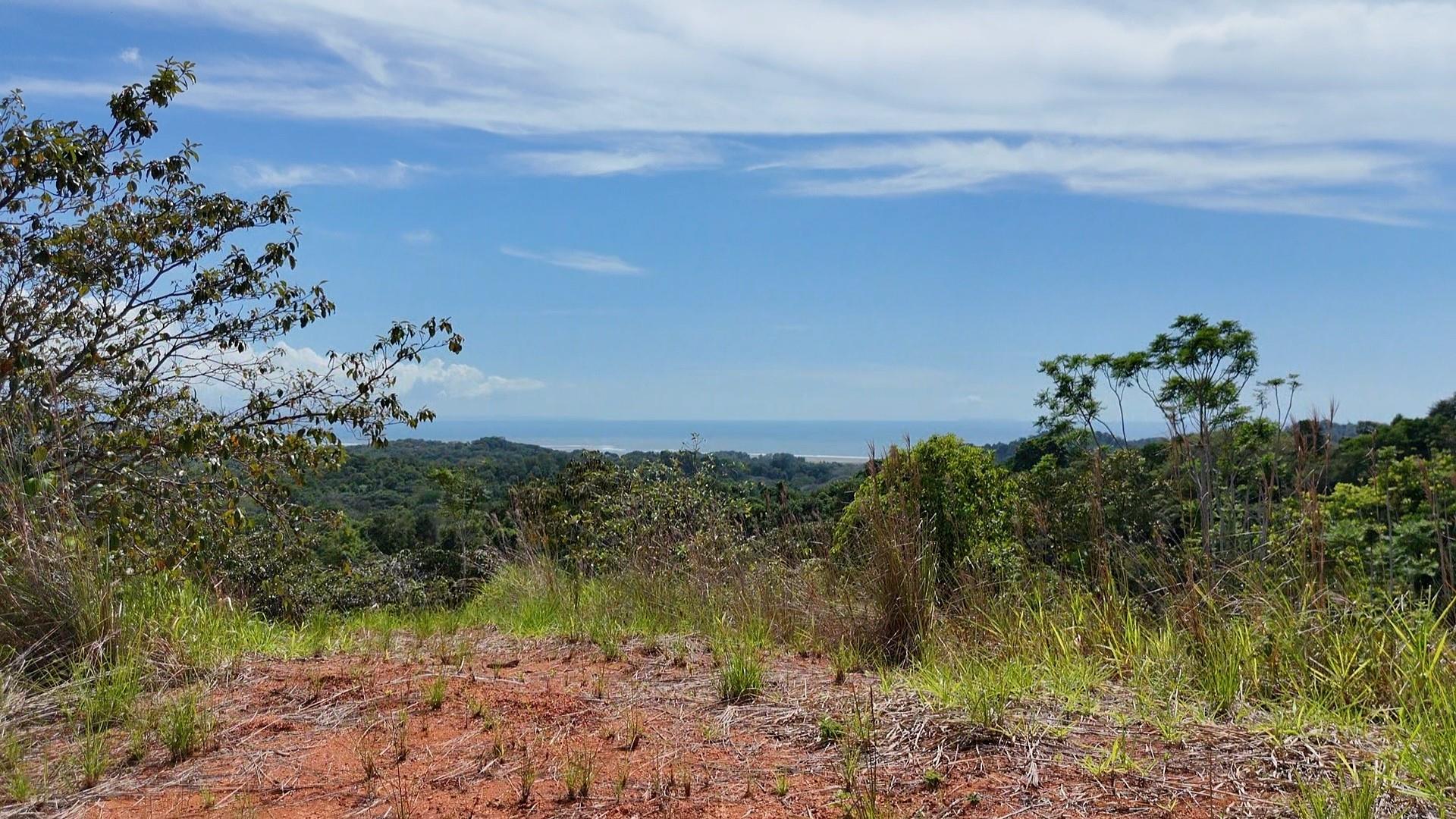 Lush tropical greenery frames a distant ocean hor