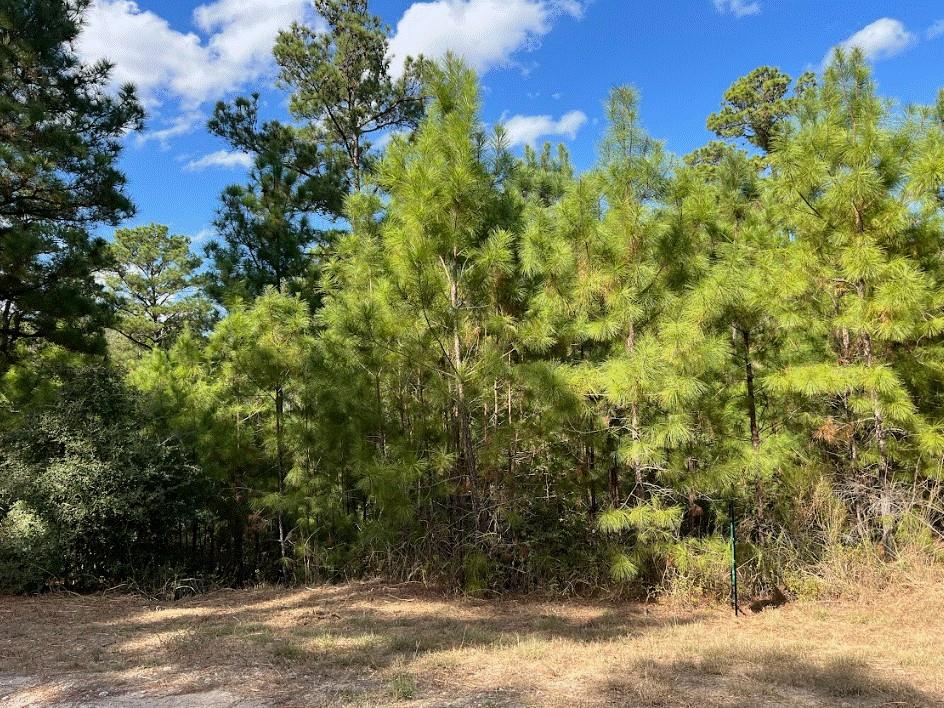Towering pine trees and clear blue skies frame th