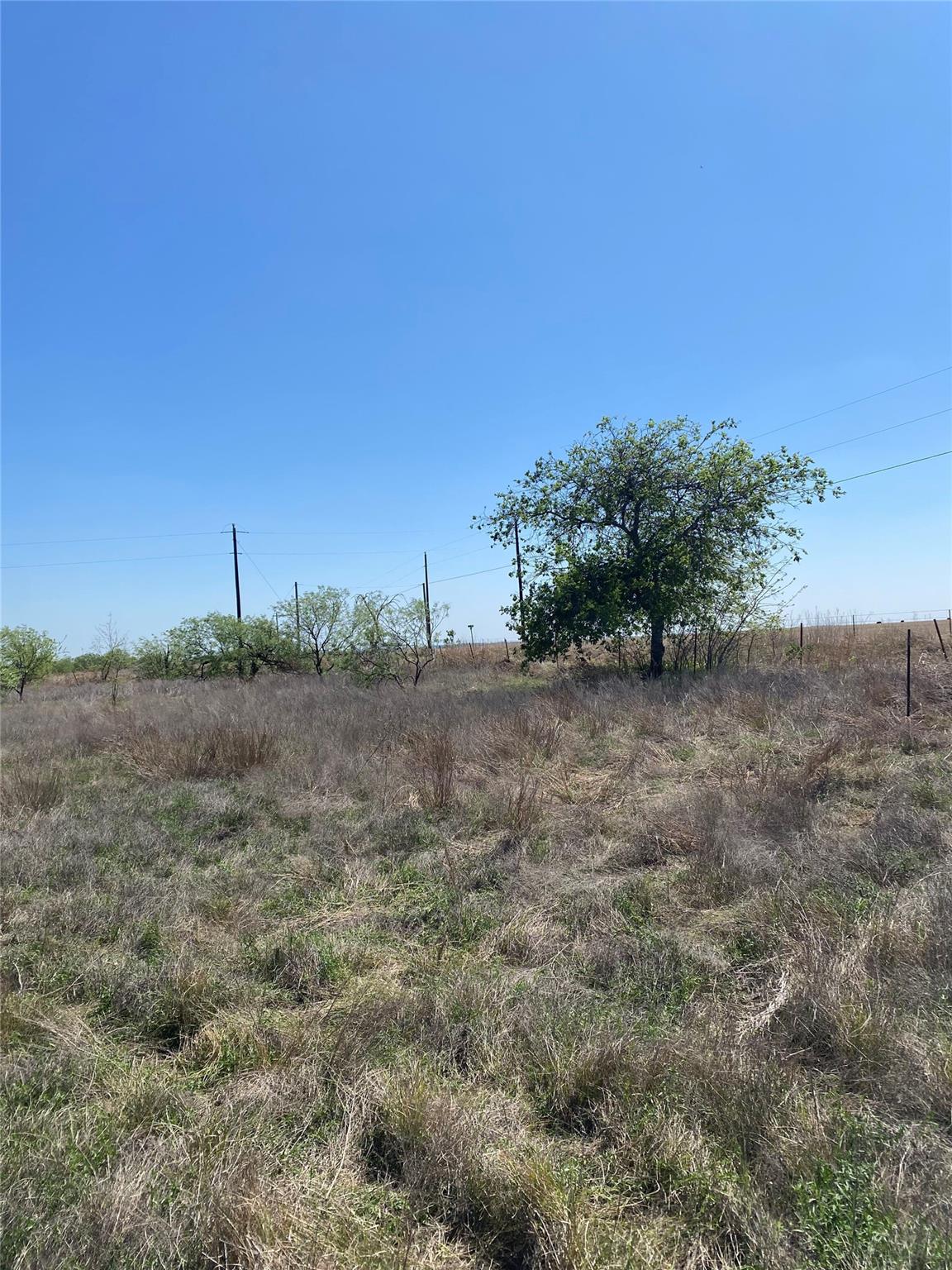 Mature trees dot this open landscape under a clea