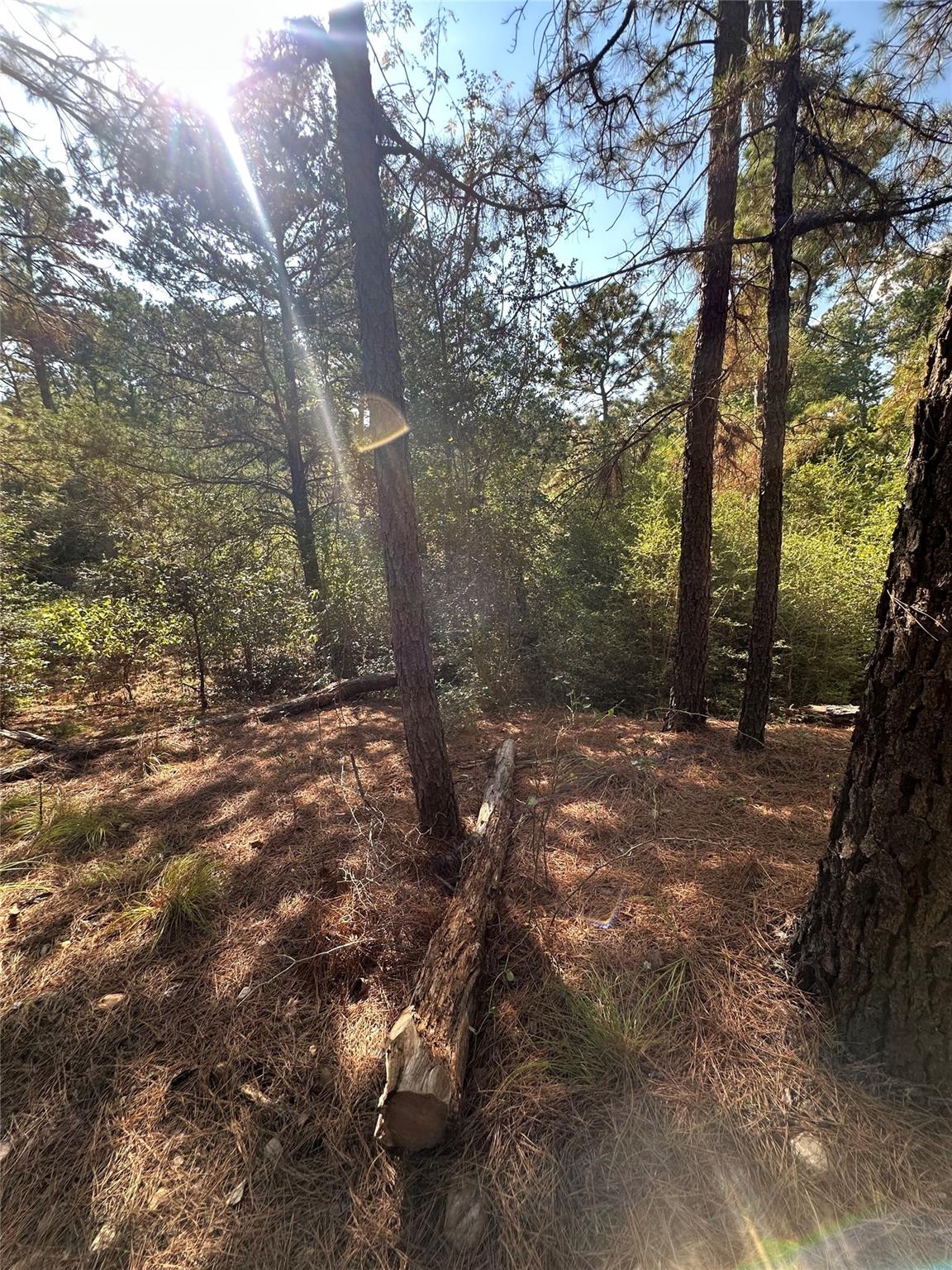Mature trees shade a peaceful forest landscape id
