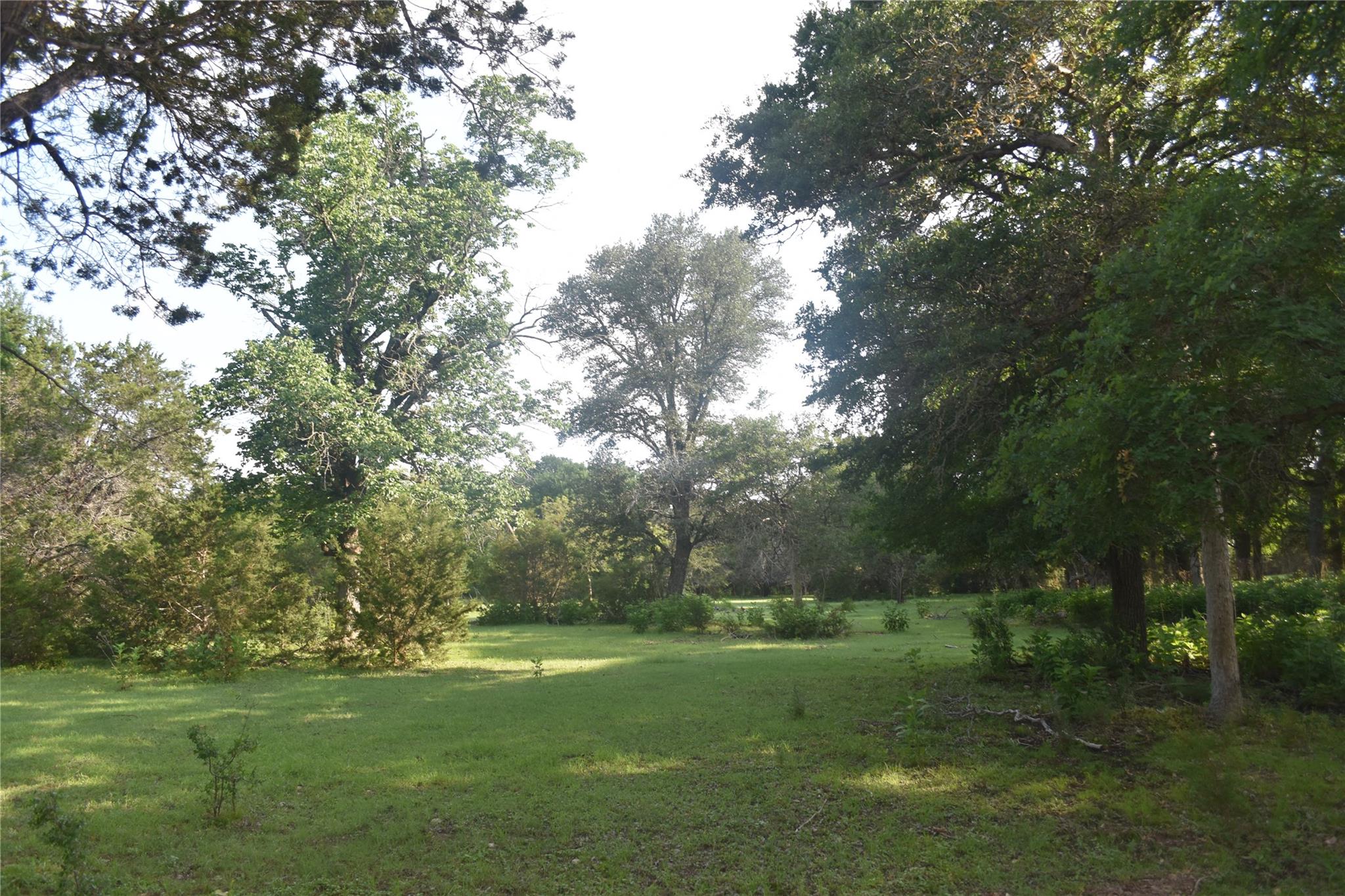 Mature trees frame a grassy clearing, creating a 