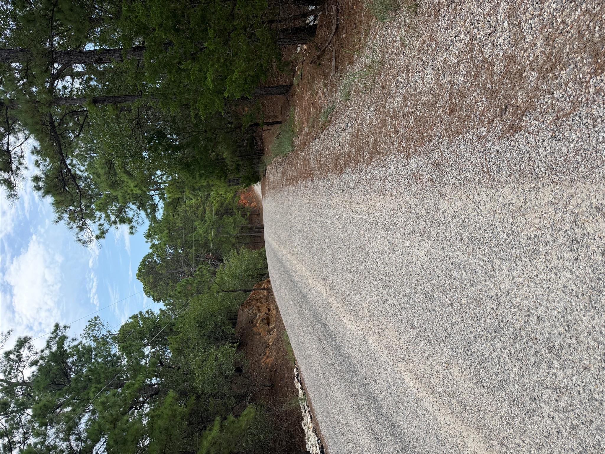 A winding gravel road gracefully traverses a dens