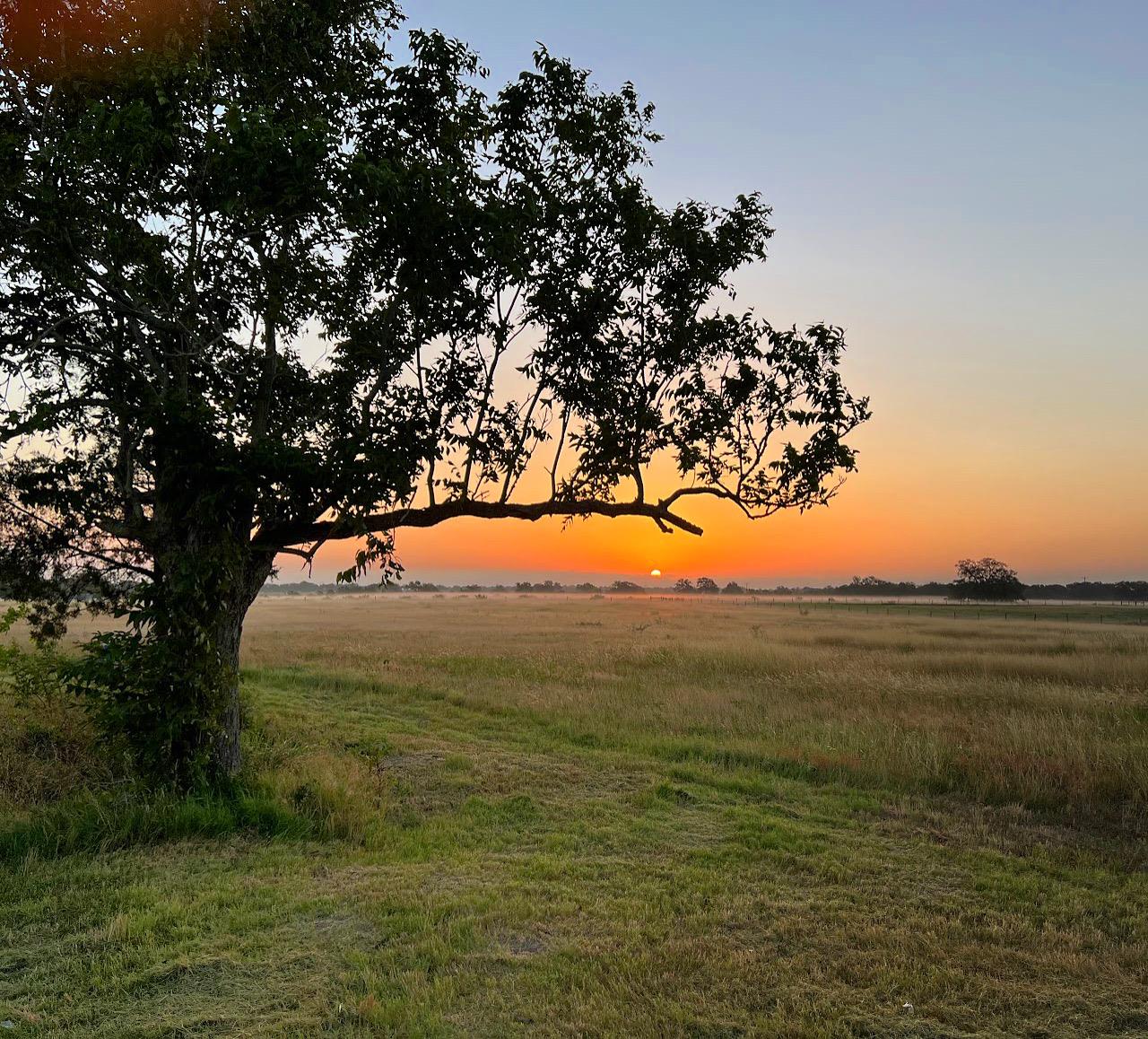 Golden light sweeps across an open pasture framed