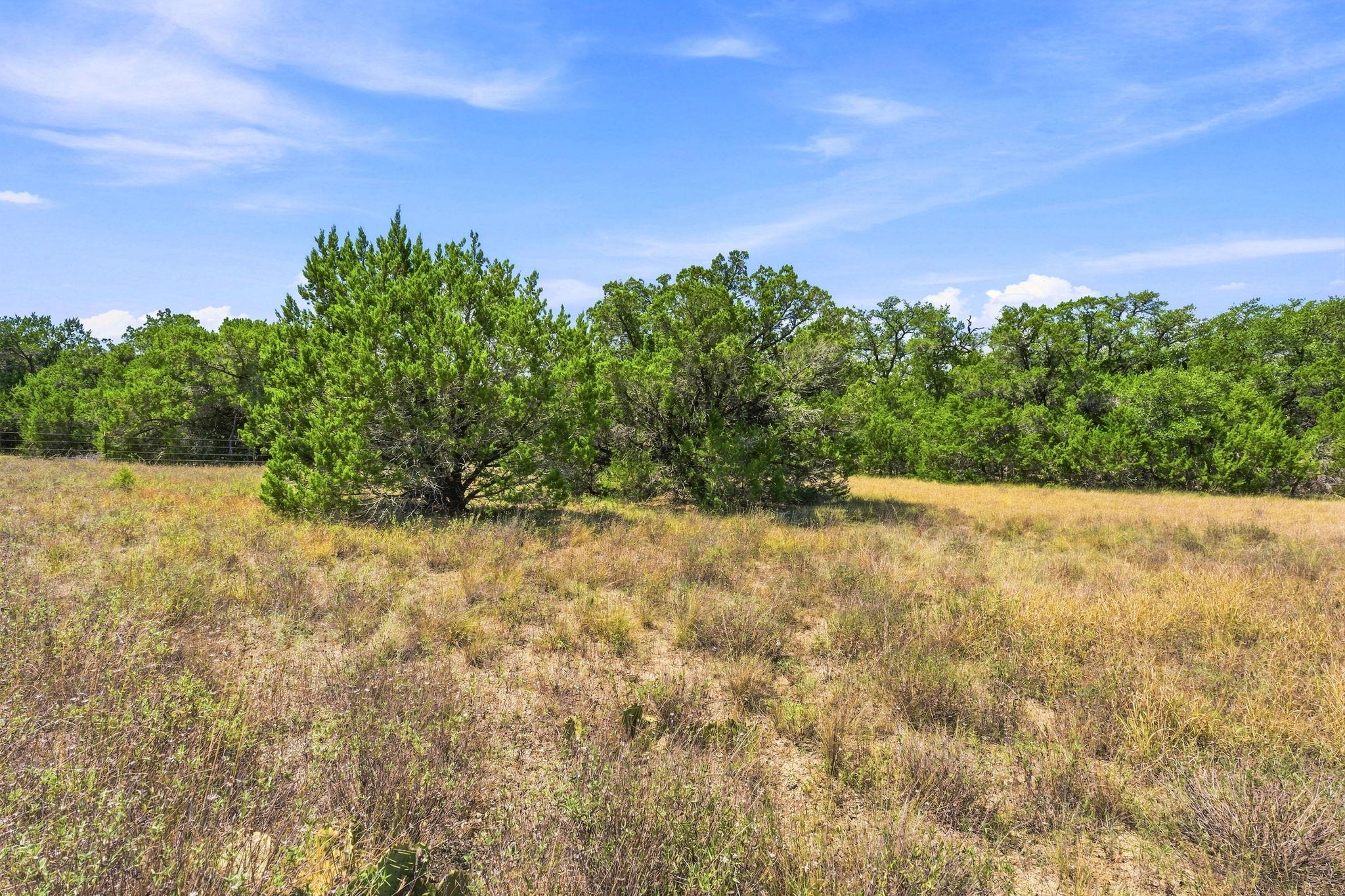Mature trees frame a wide open meadow under a bri