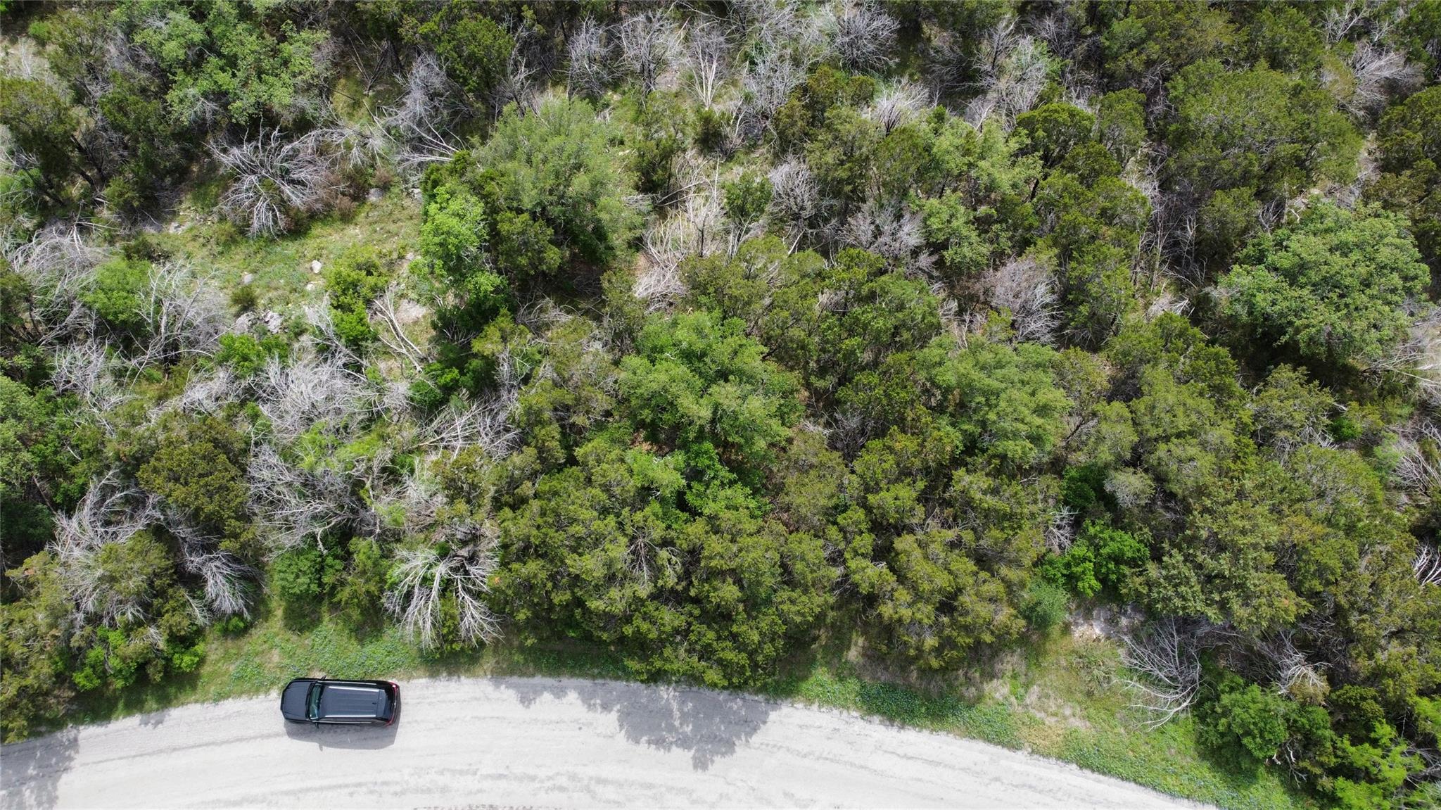 Mature trees and native foliage line the edge of 