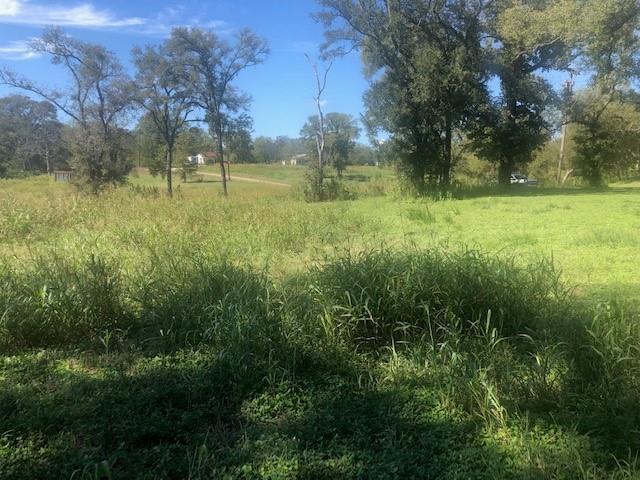 Mature trees frame a wide pasture under clear blu