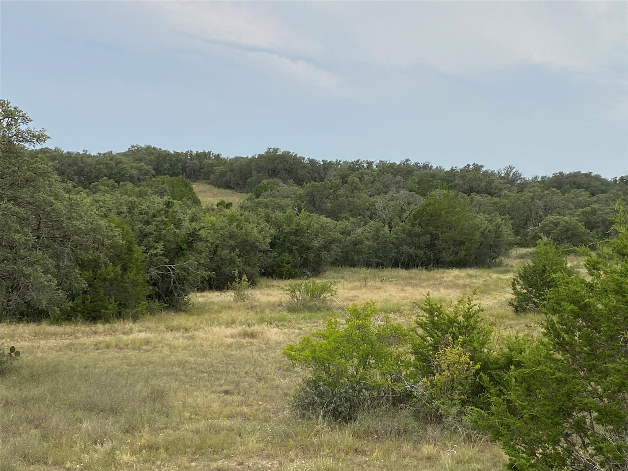 Mature trees rise beyond open grassy clearings on