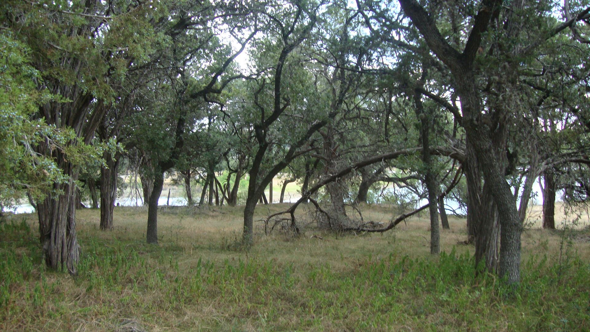 Mature trees frame a peaceful water view from thi