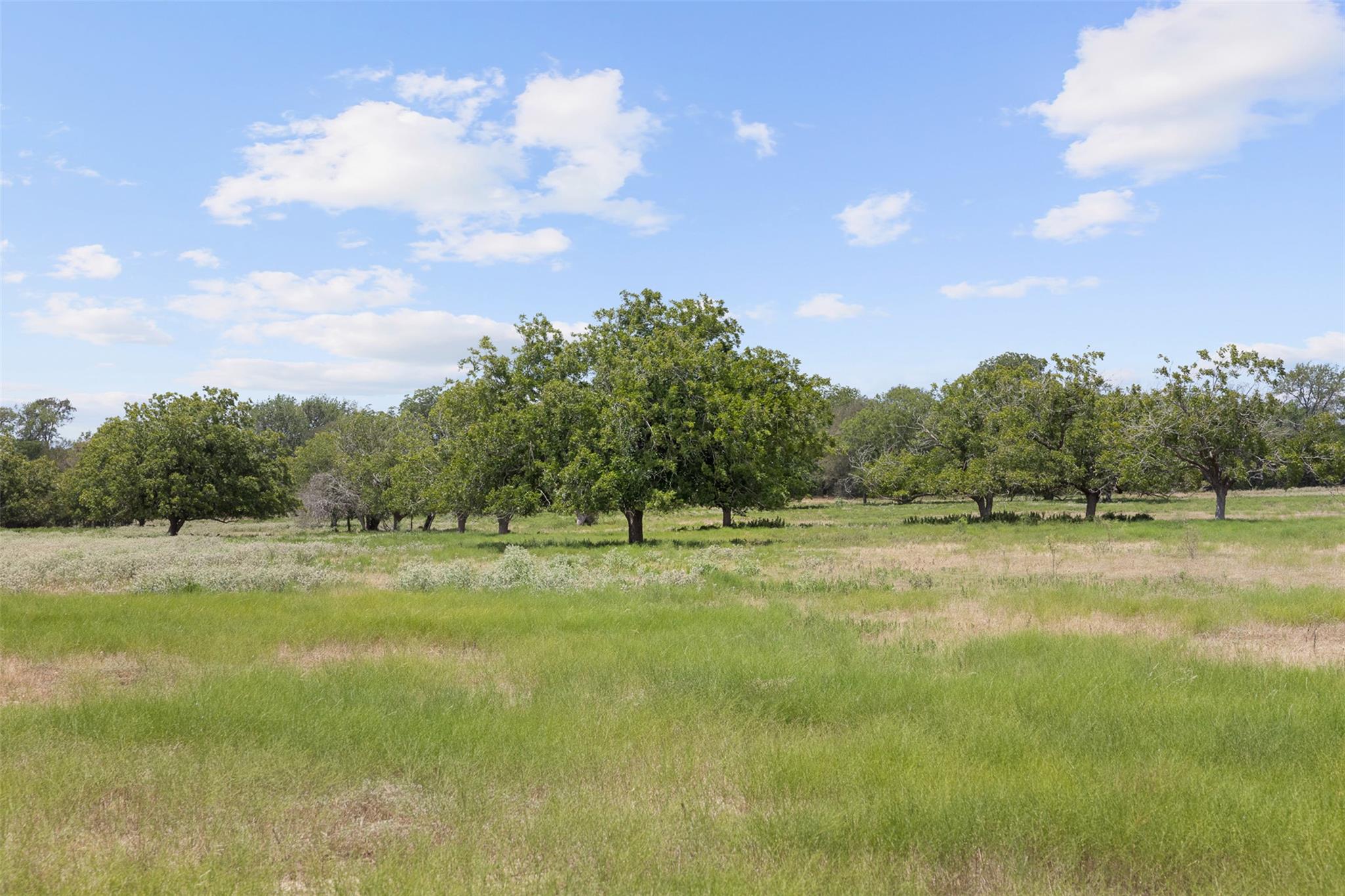 Mature trees dot this sprawling green meadow unde