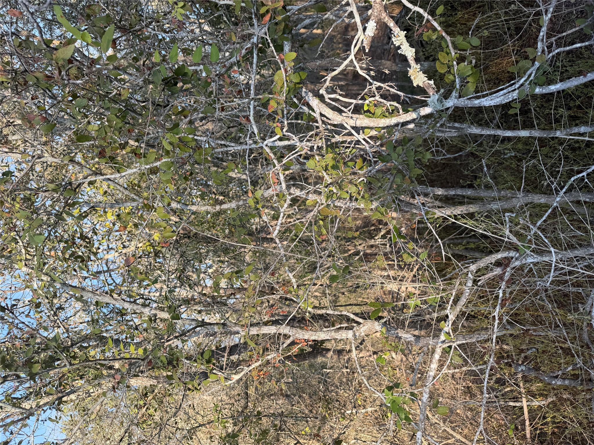 Mature trees and native vegetation create a natur