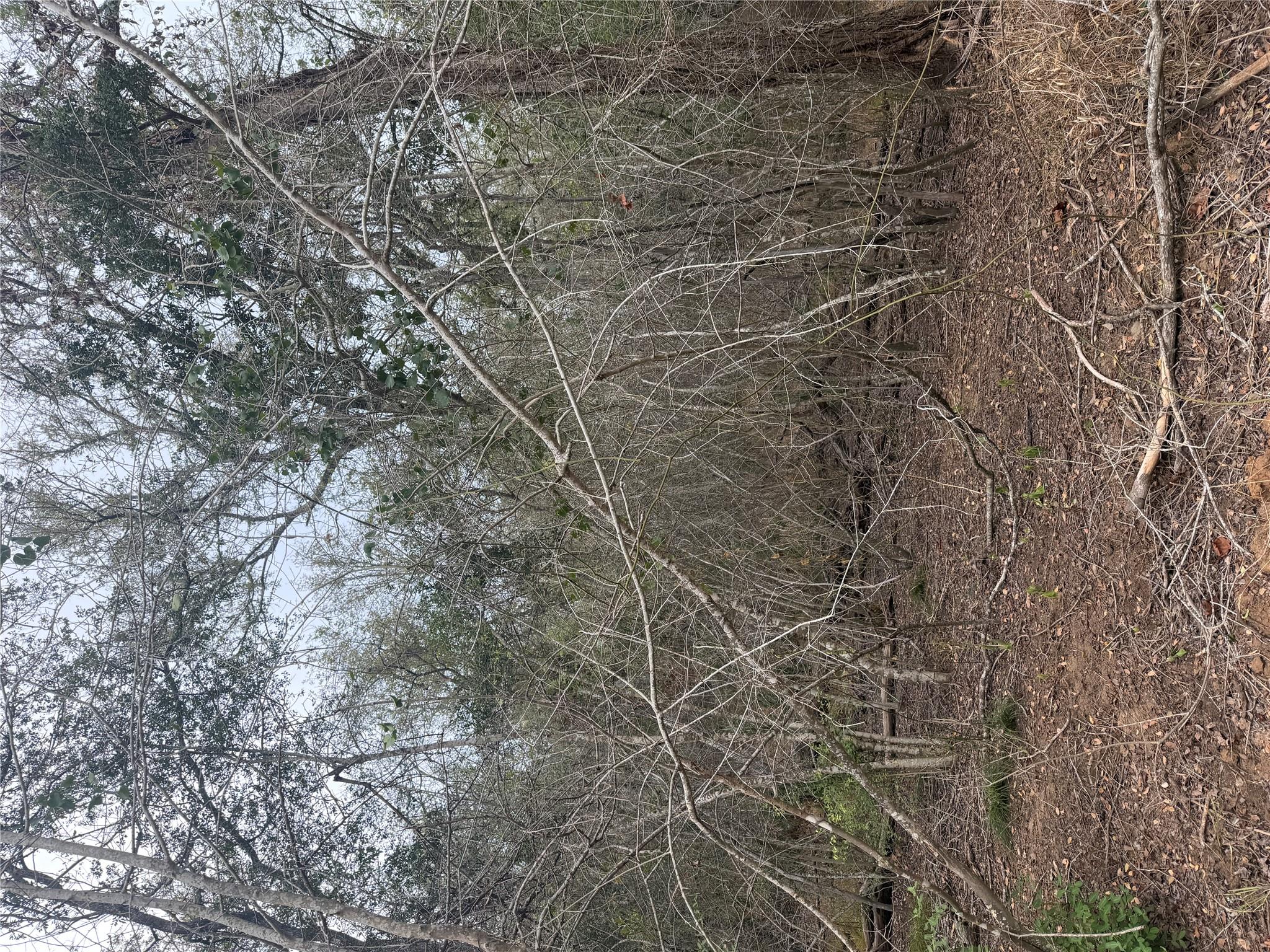 Mature trees and dense natural brush define this 