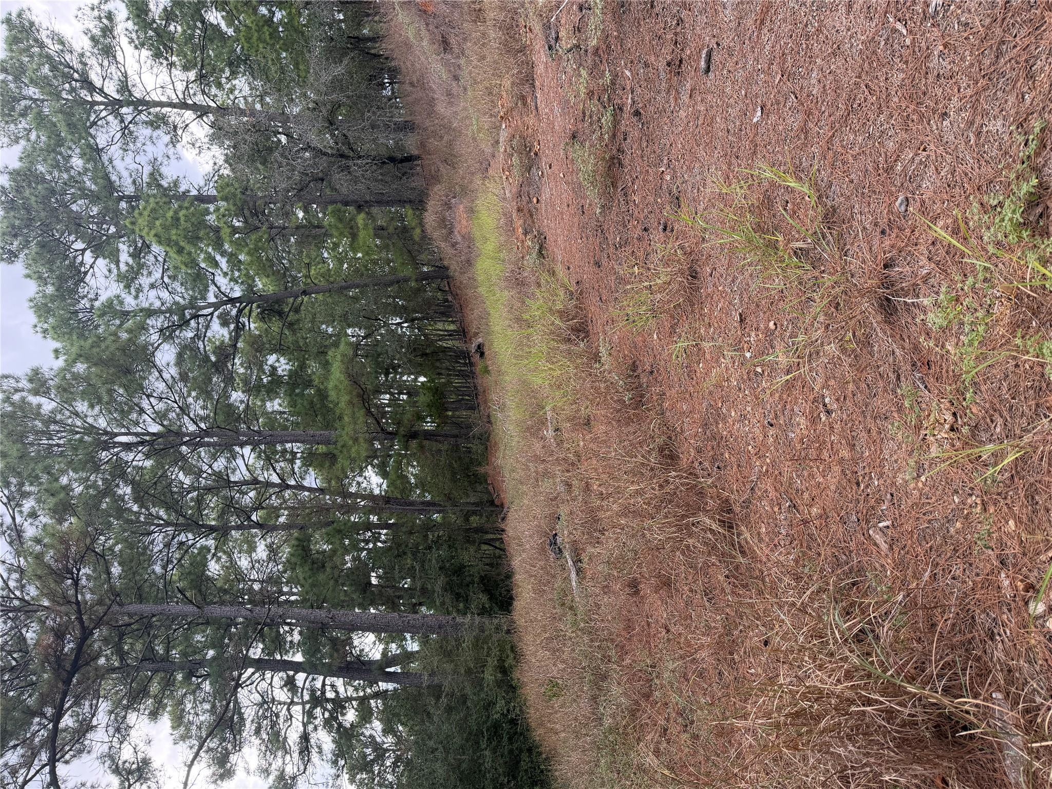 Towering pines and natural ground cover define th