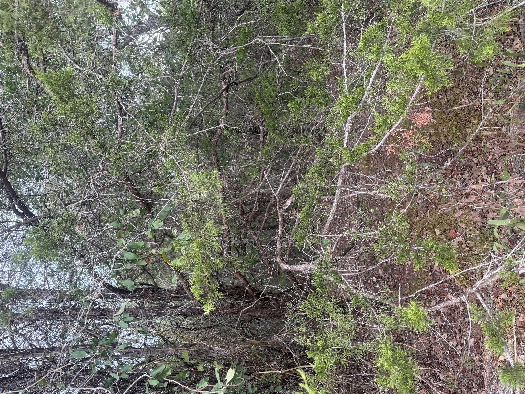 Mature trees and dense native foliage envelope th