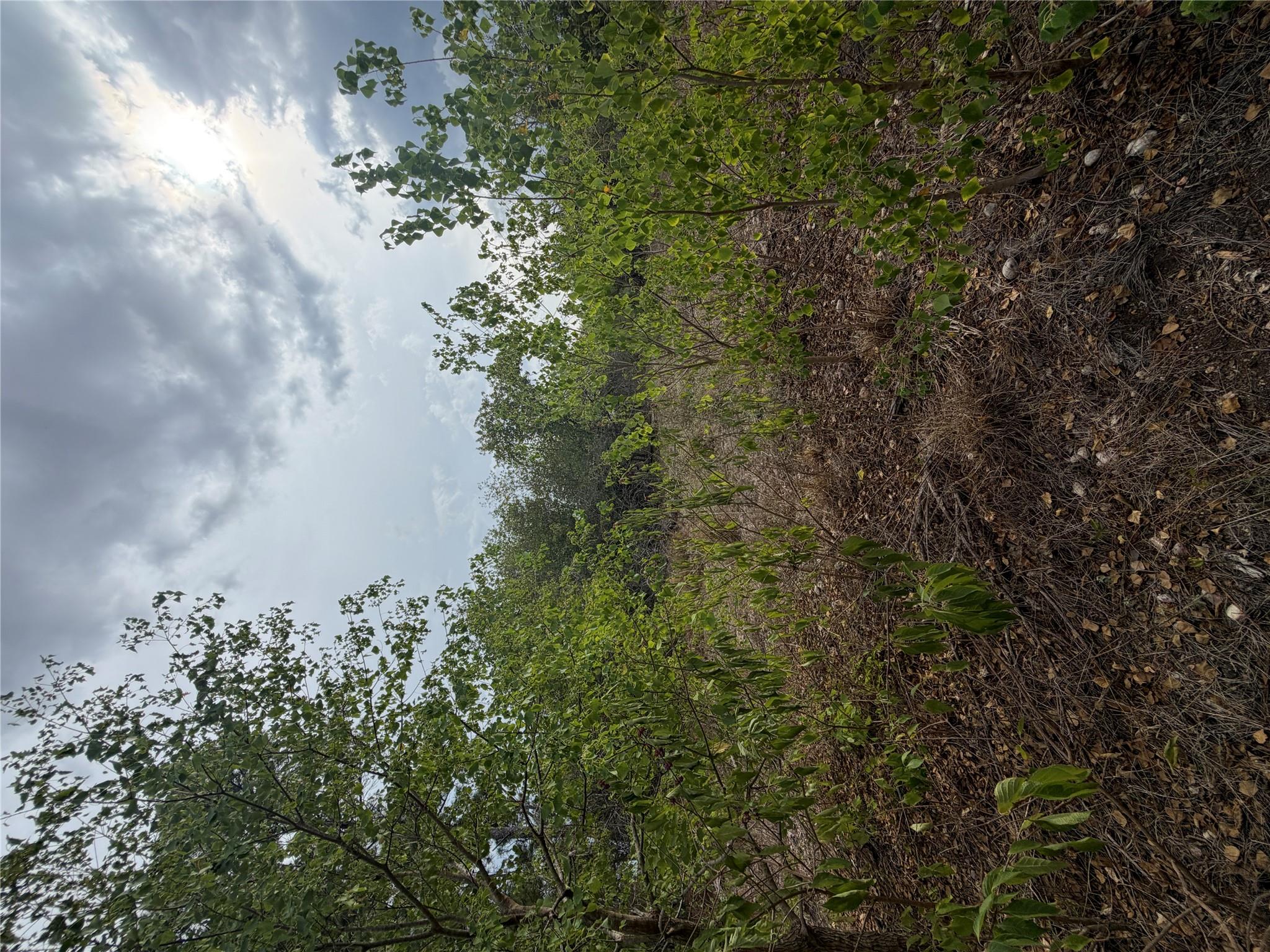 Mature trees surround this natural clearing under
