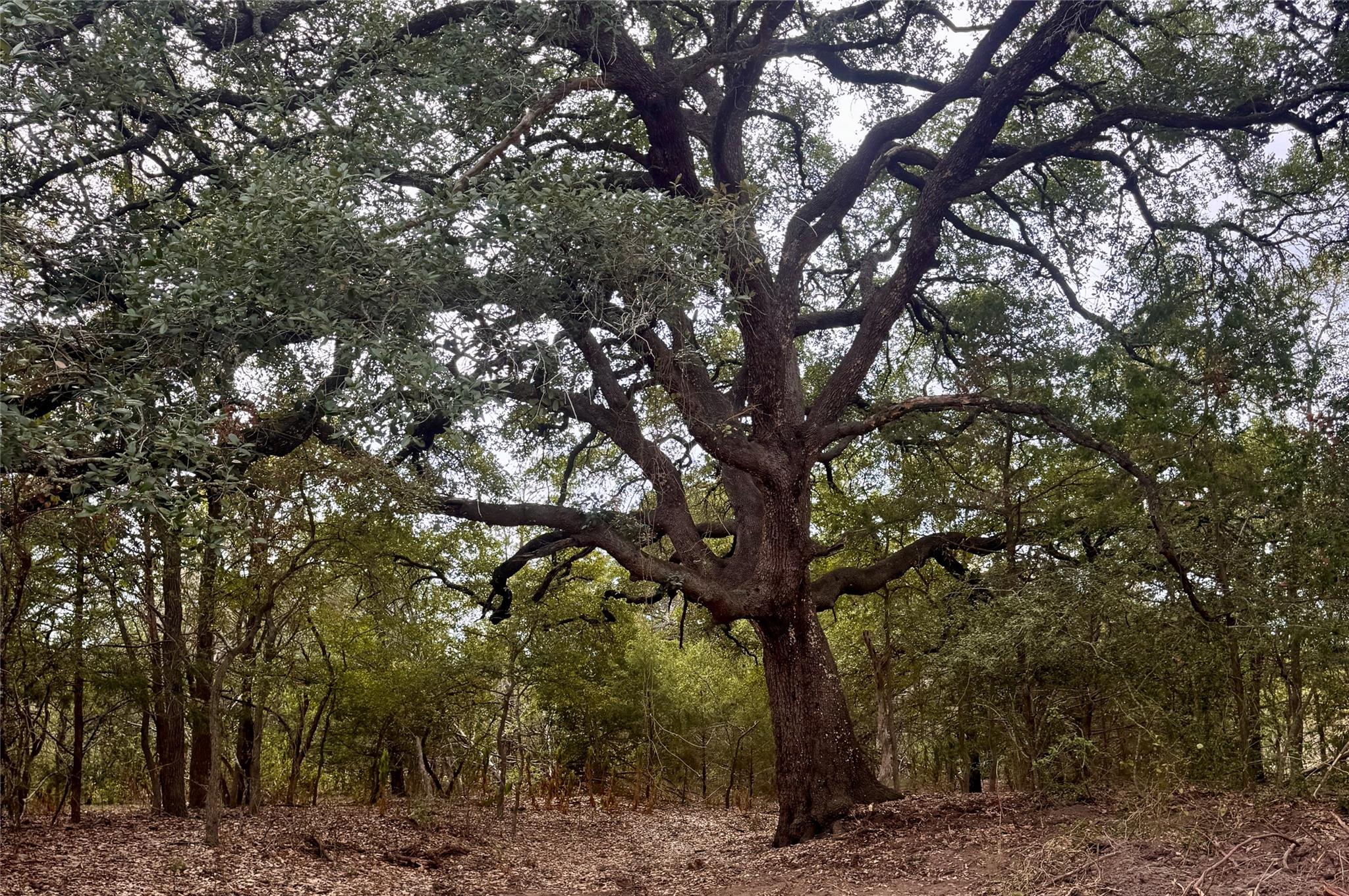 Listing photo 1 of 12 Acres  Mt. Pleasant None