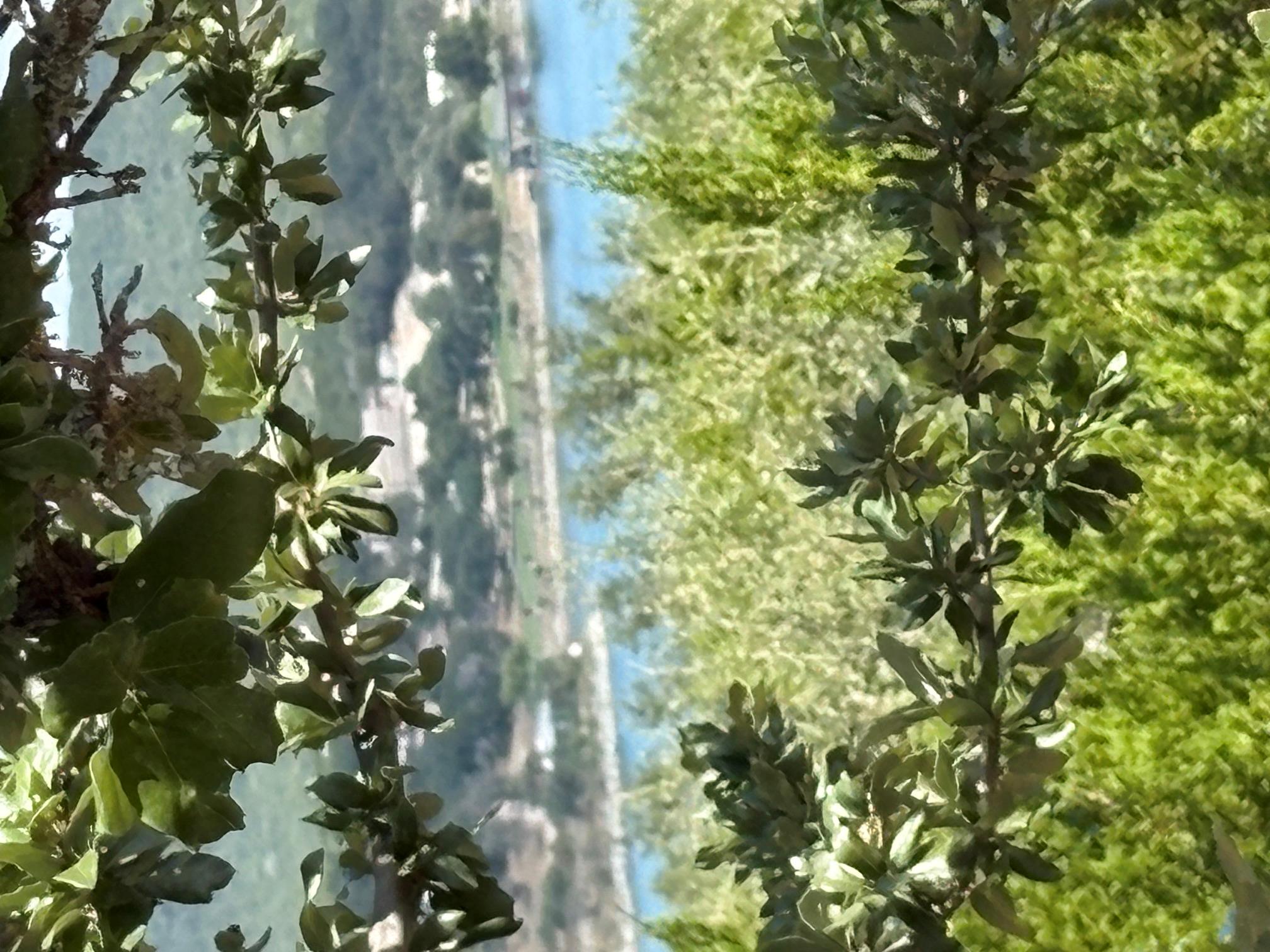Lush foliage frames a serene vista overlooking th