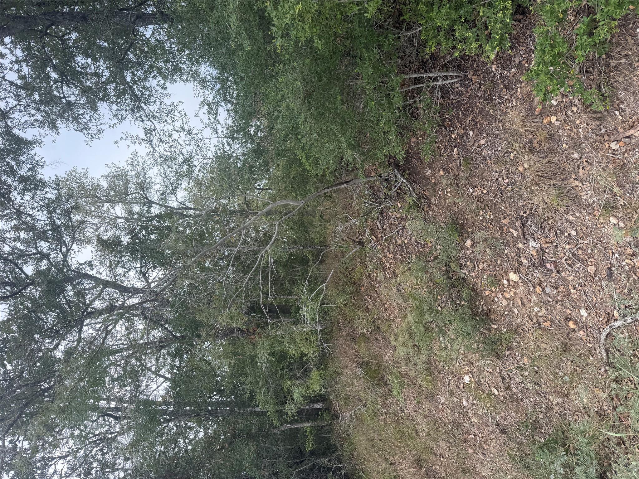 Mature trees and native vegetation cover a slopin
