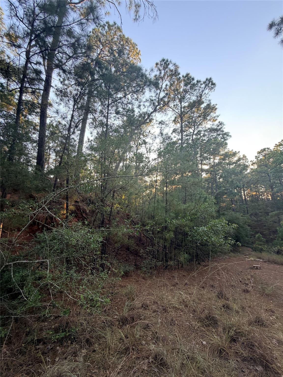 Mature trees frame a sloping hillside on this tra
